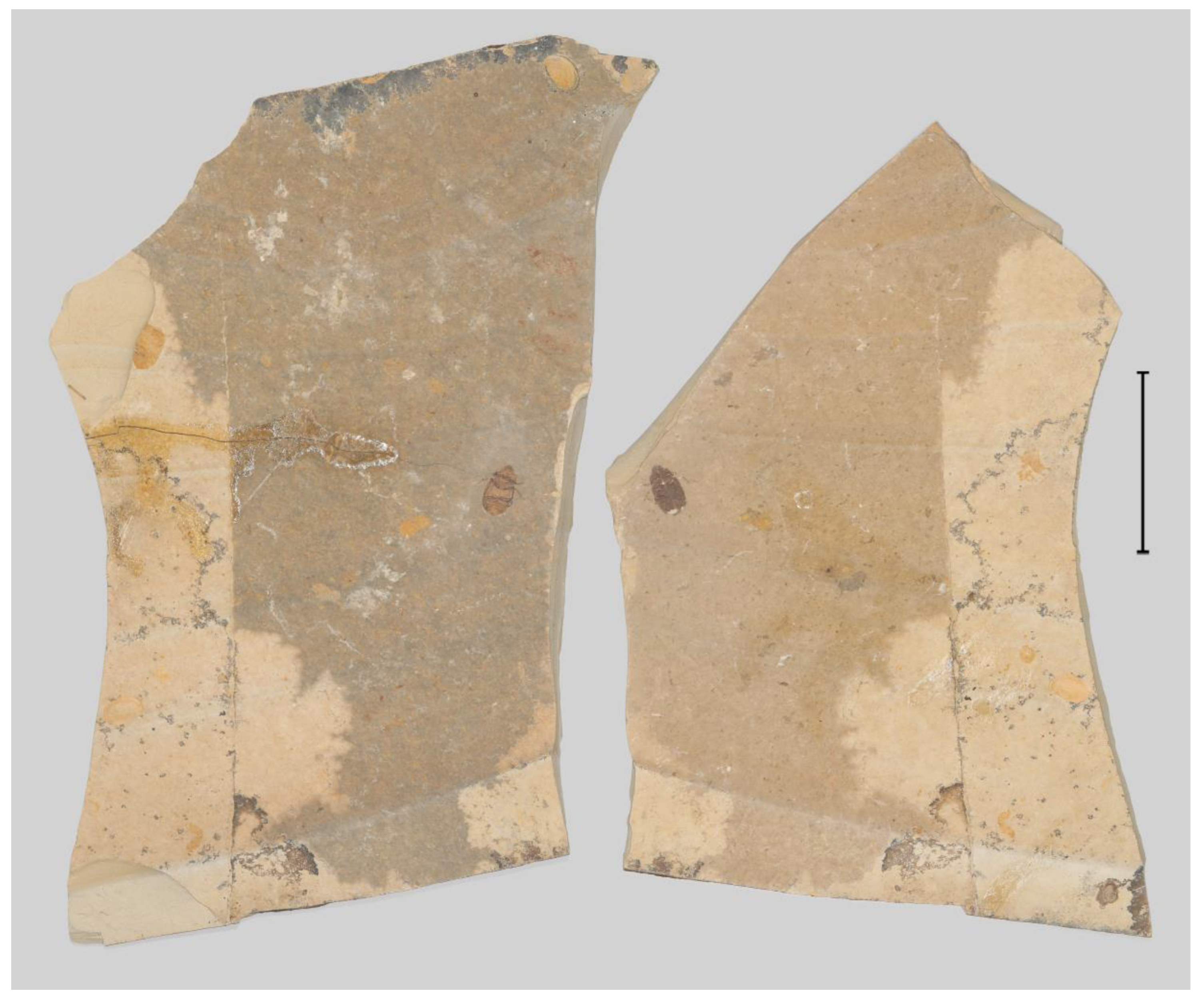 Insects 13 00272 g001