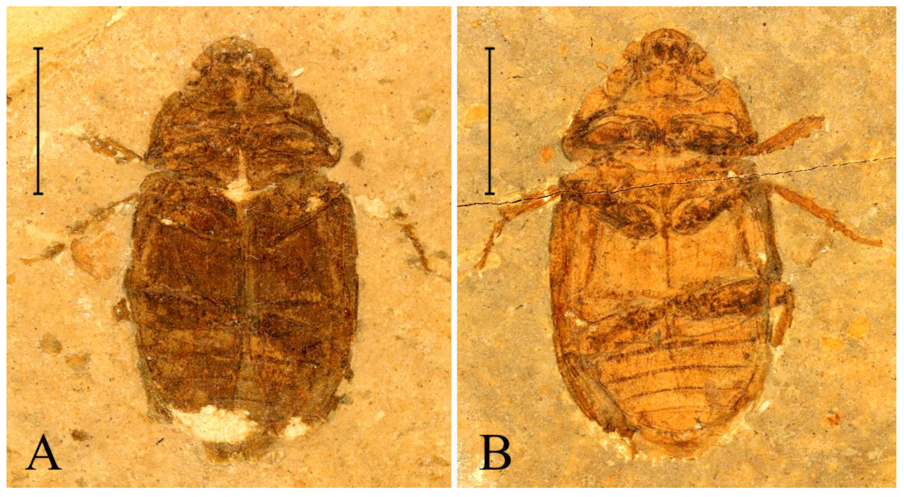 Insects 13 00272 g002