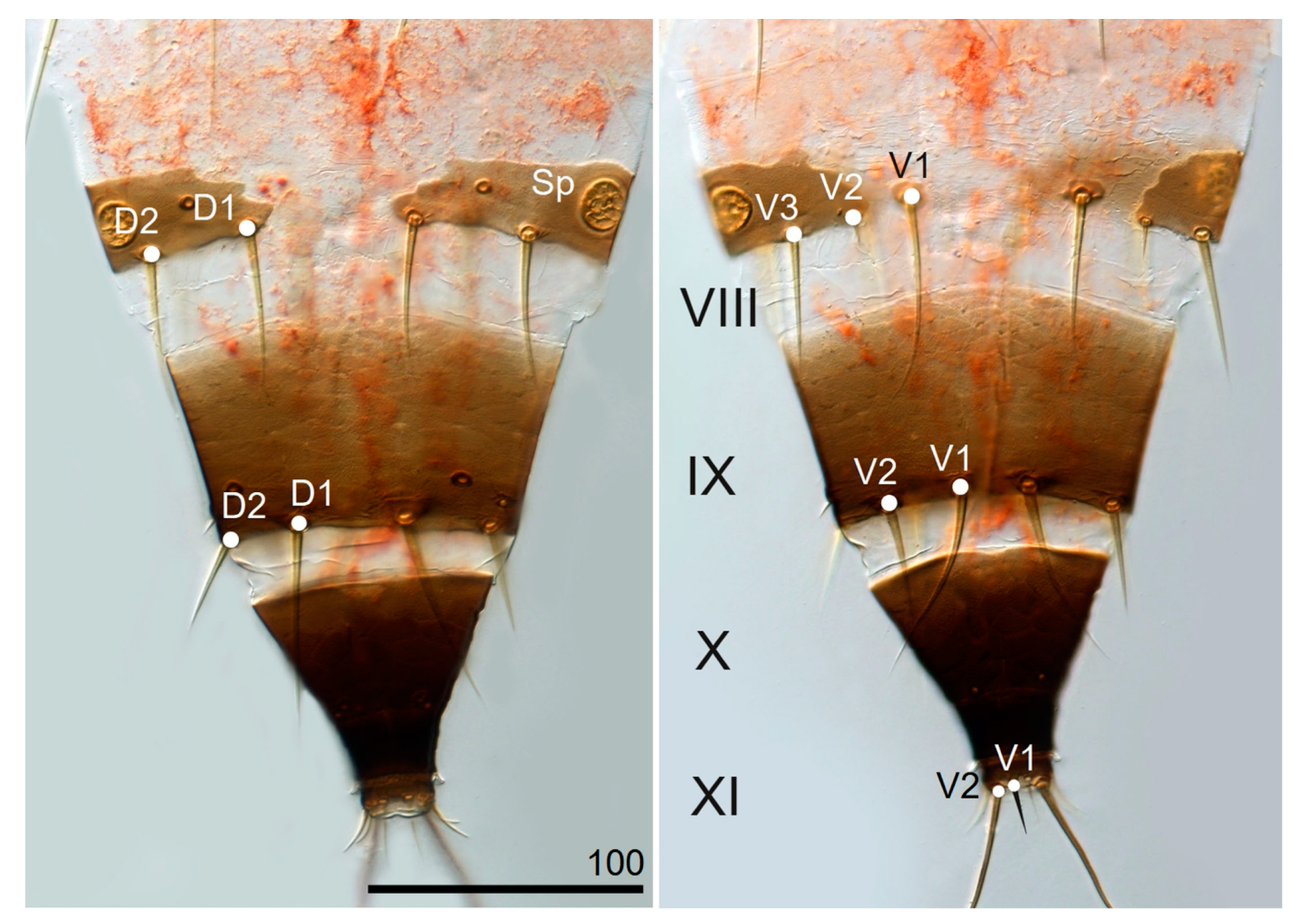 Insects 13 00279 g0a2 Insects 13 00279 g0a2