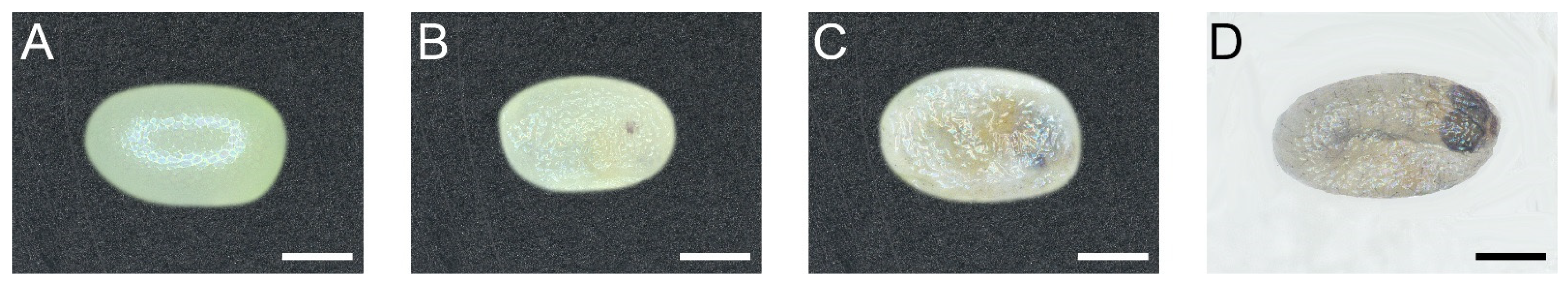 Insects 13 00289 g001 Insects 13 00289 g001