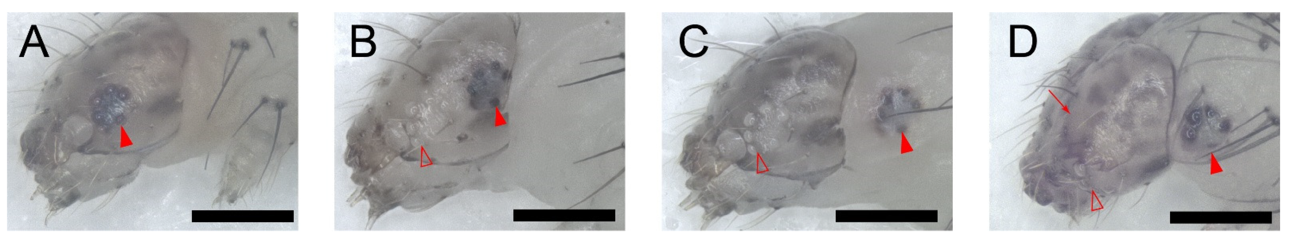 Insects 13 00289 g002 Insects 13 00289 g002