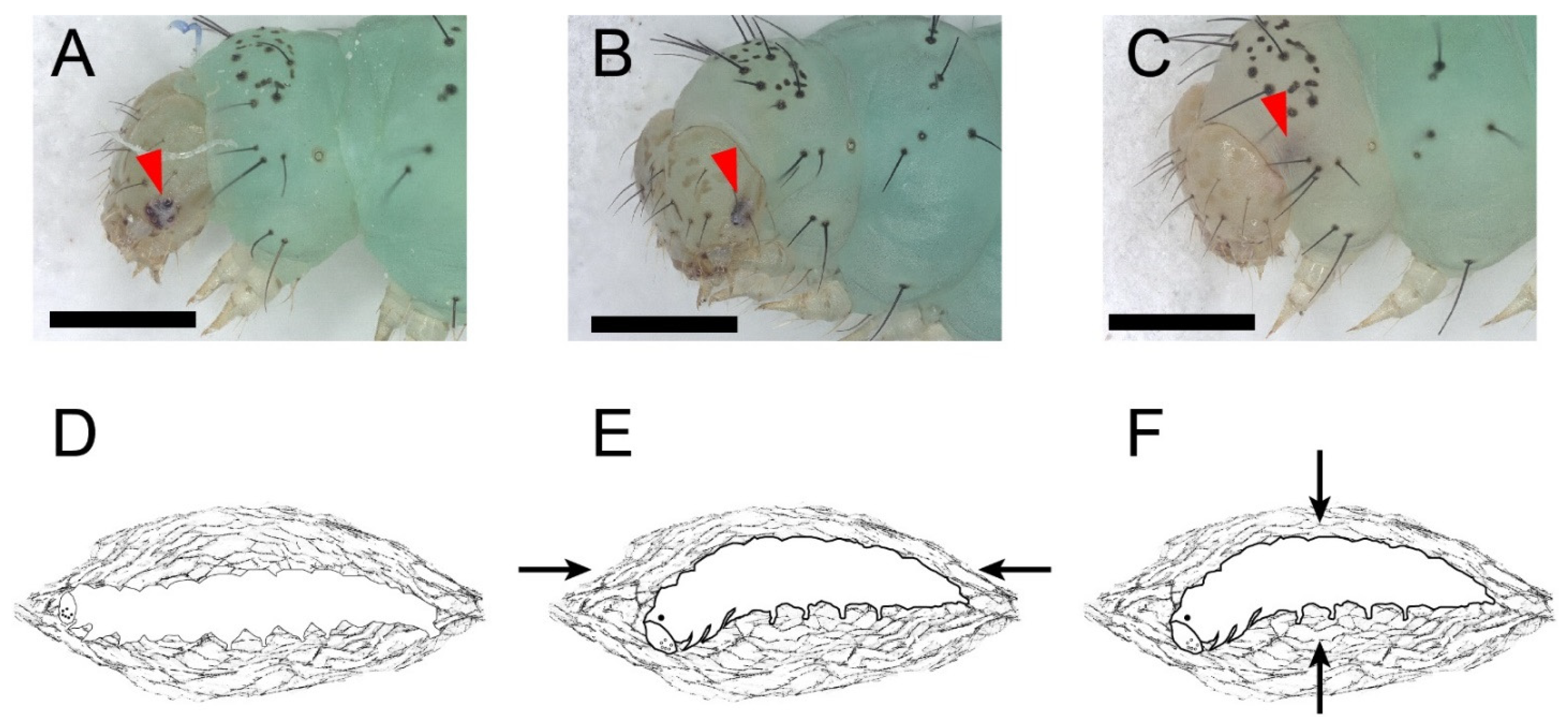 Insects 13 00289 g003 Insects 13 00289 g003