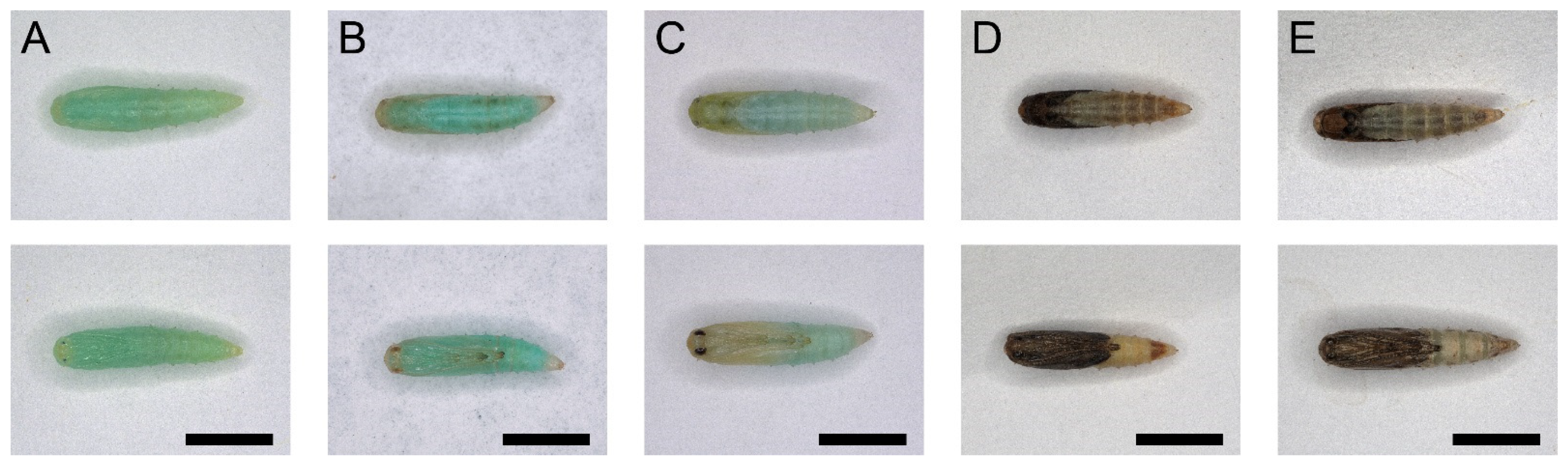 Insects 13 00289 g004 Insects 13 00289 g004