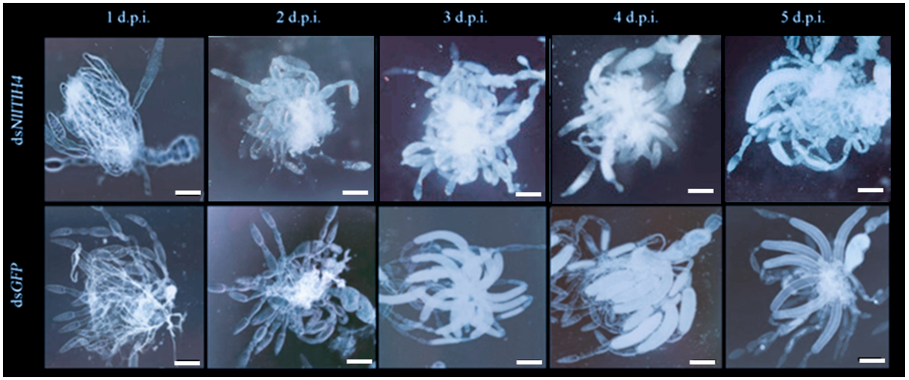 Insects 13 00303 g005 Insects 13 00303 g005
