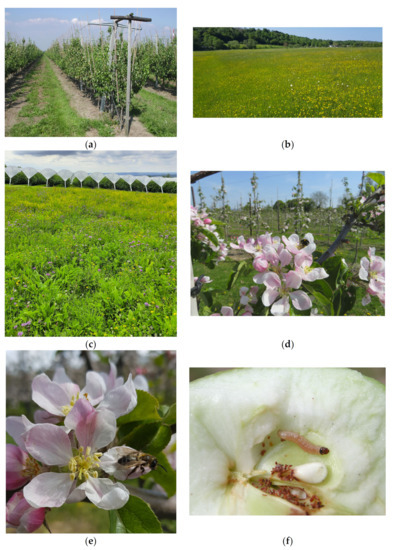 リンゴ Biological effects and mechanisms of dietary chalcones
