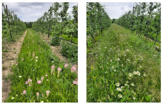 Biodiversity Wildflowers - Wildflowers for a balanced ecosystem in roughs  and borders