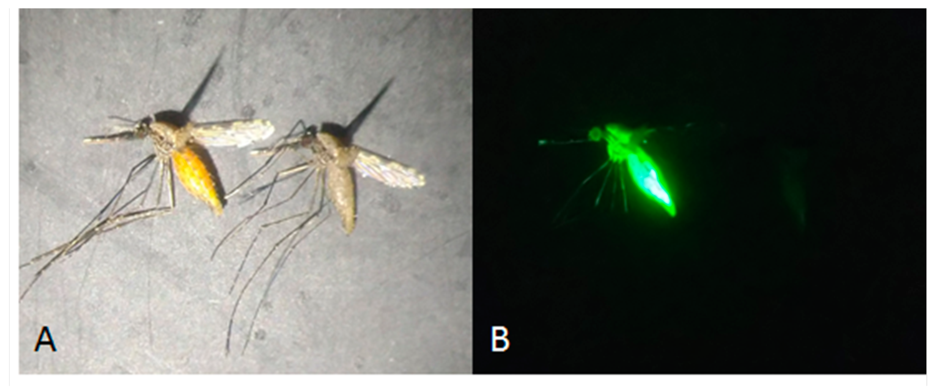 A Practical Insecticide Resistance Monitoring Bioassay for Orally ...