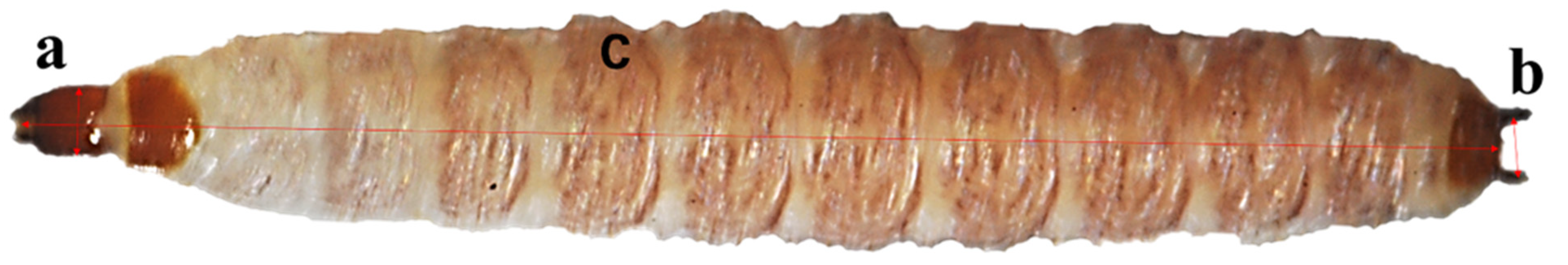 Insects 13 00319 g001 Insects 13 00319 g001