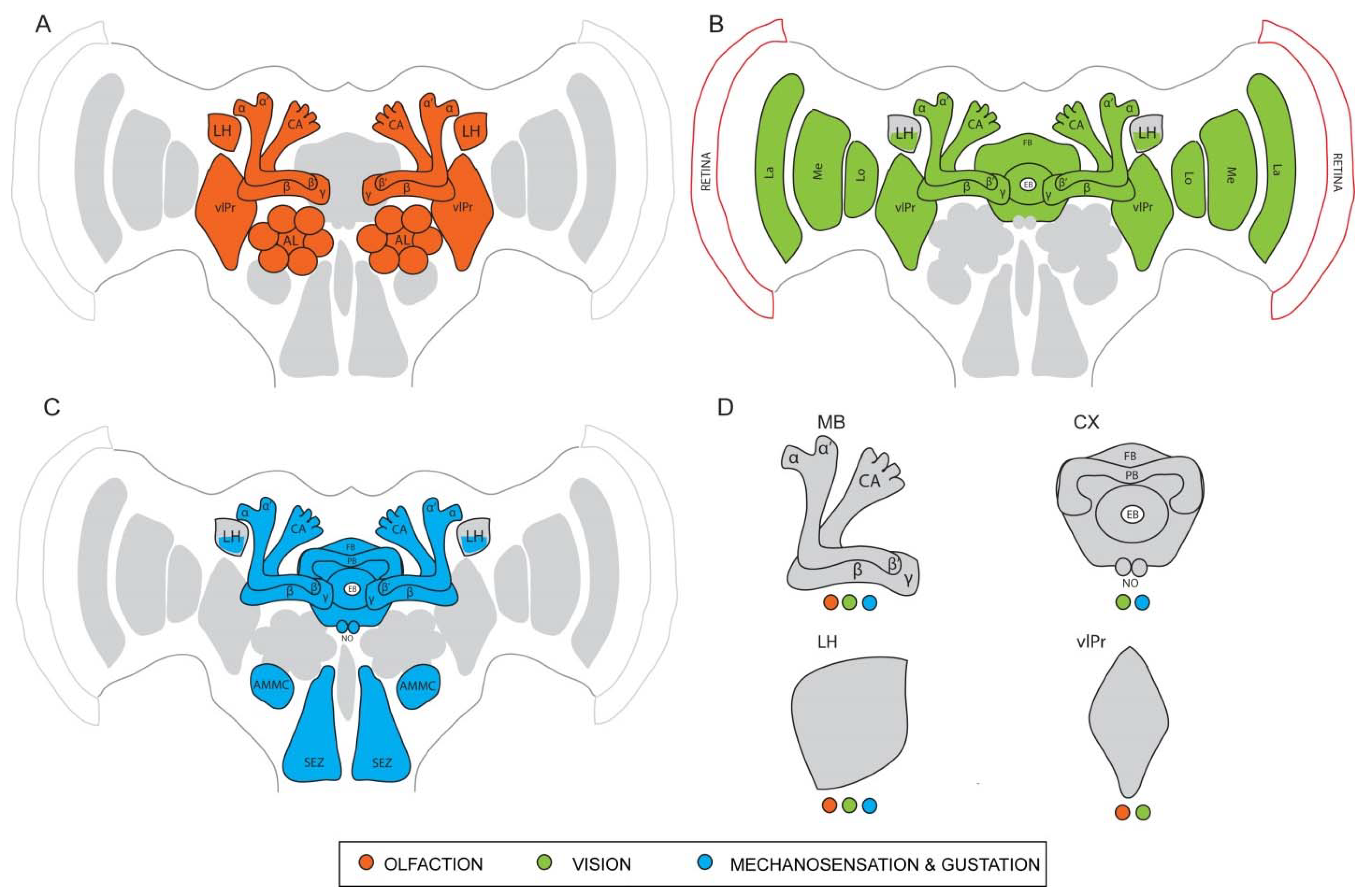 Visual attention and processing in jumping spiders: Trends in Neurosciences