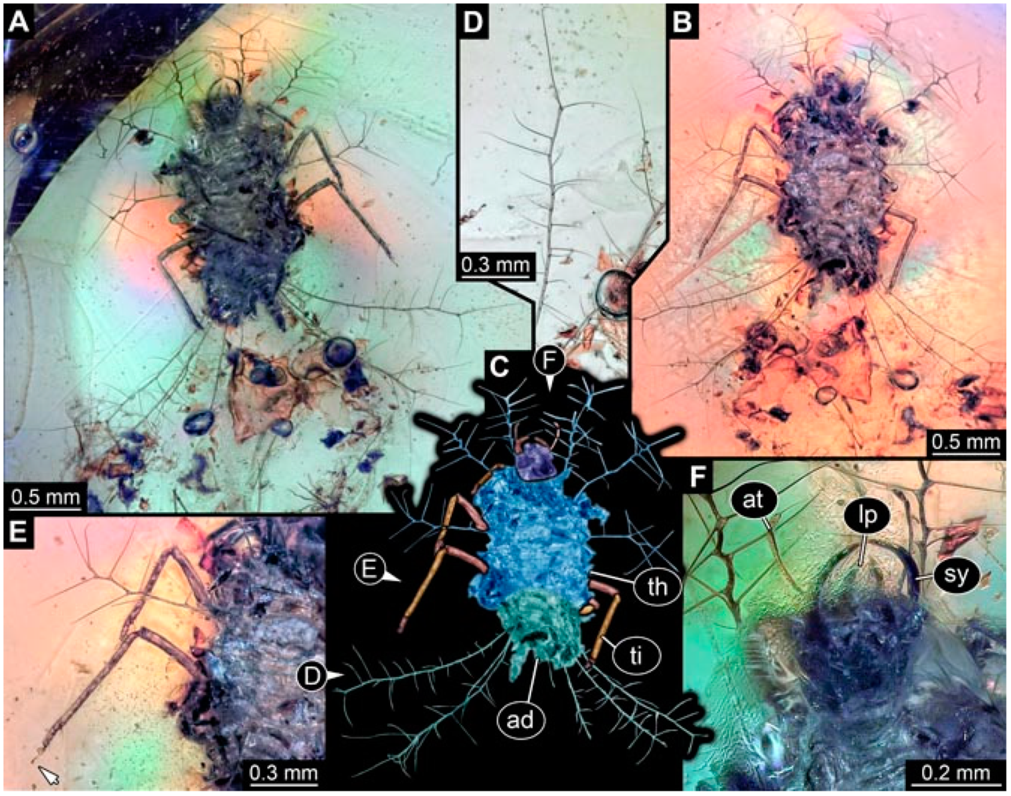 High niche diversity in Mesozoic pollinating lacewings