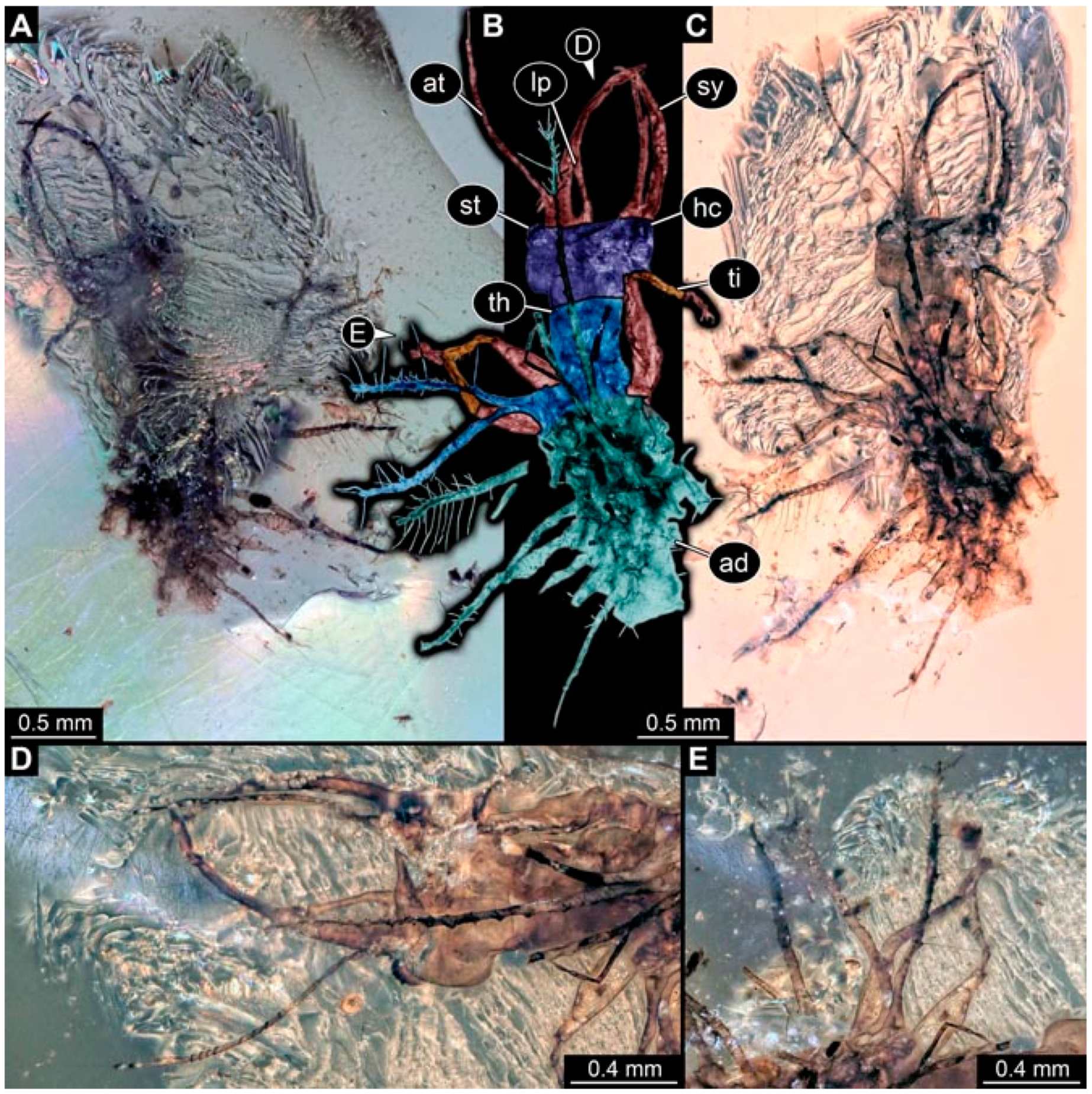 Insects 13 00336 g003 Insects 13 00336 g003