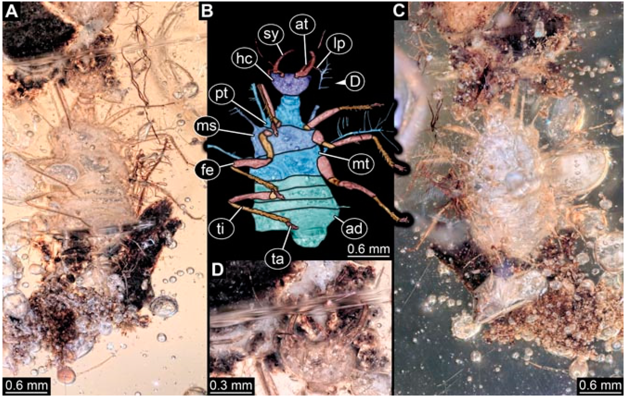 Insects 13 00336 g006 Insects 13 00336 g006