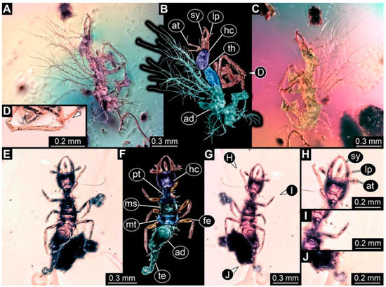 High niche diversity in Mesozoic pollinating lacewings