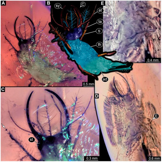 High niche diversity in Mesozoic pollinating lacewings