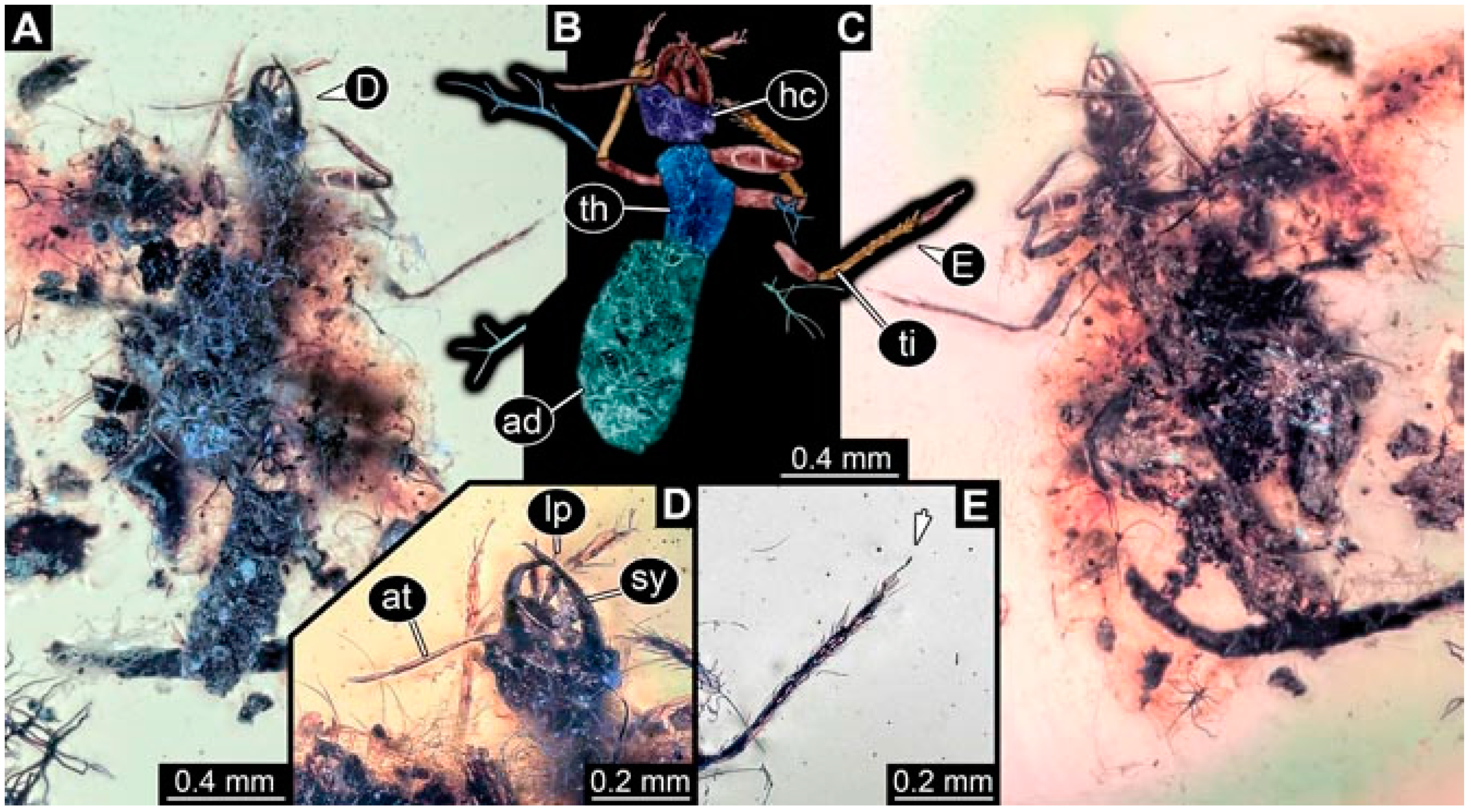 Insects 13 00336 g029 Insects 13 00336 g029