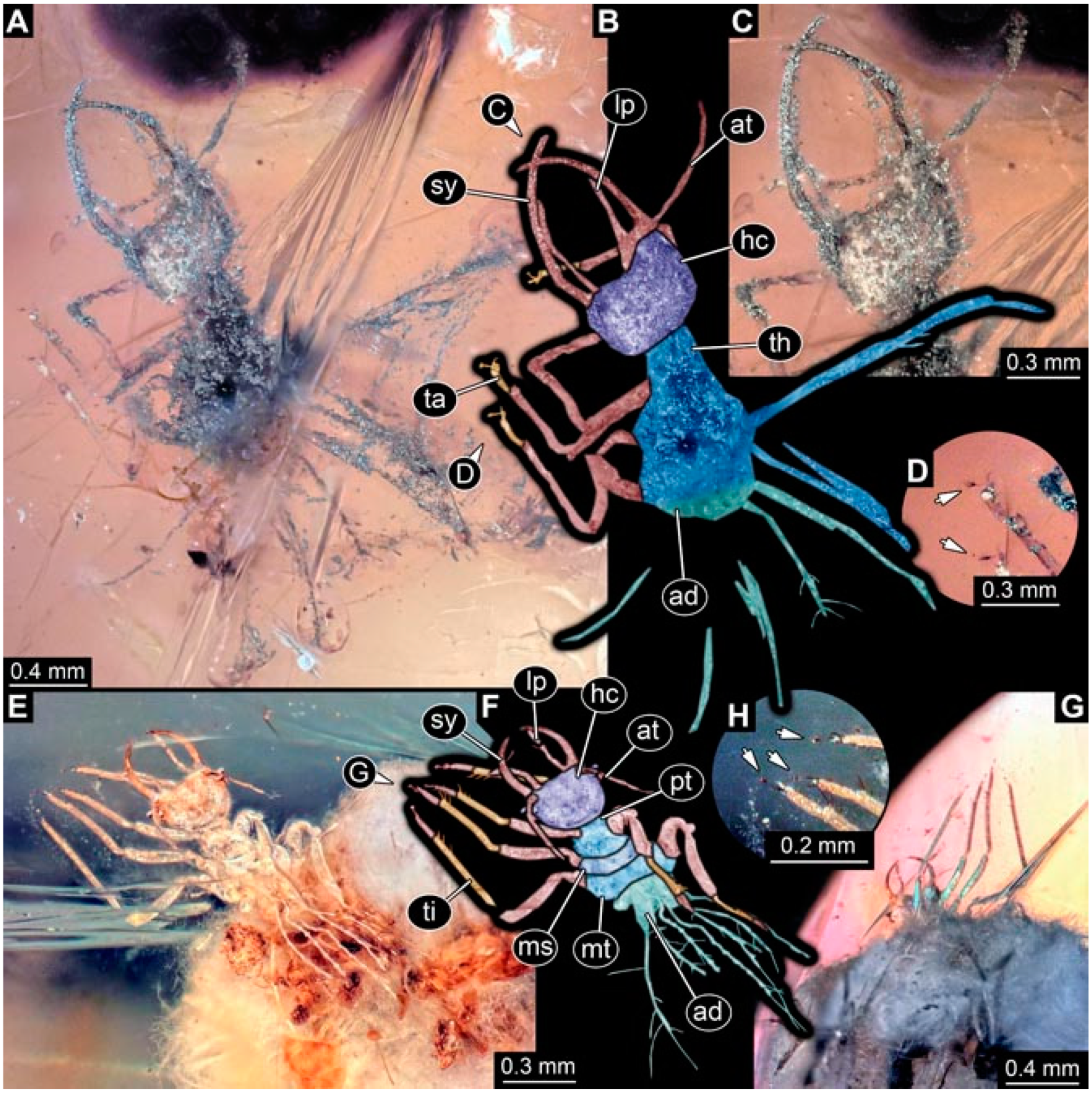 Insects 13 00336 g040 Insects 13 00336 g040