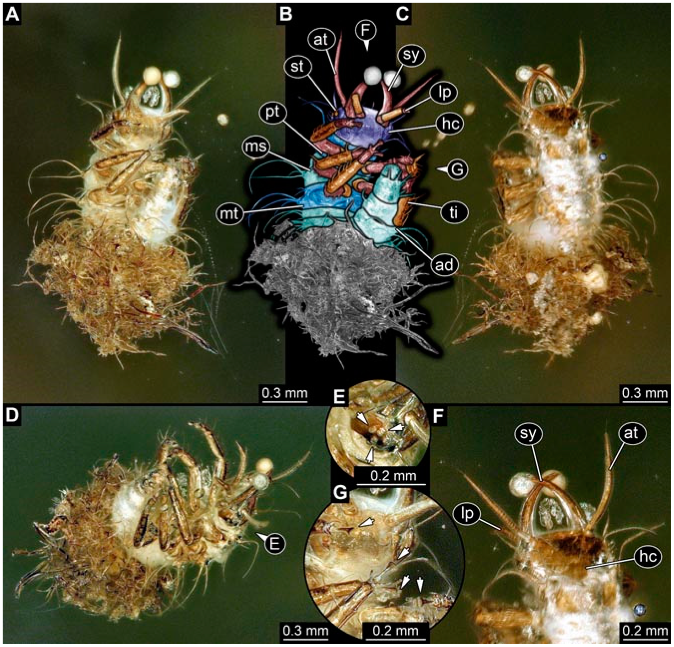 Insects 13 00336 g048 Insects 13 00336 g048