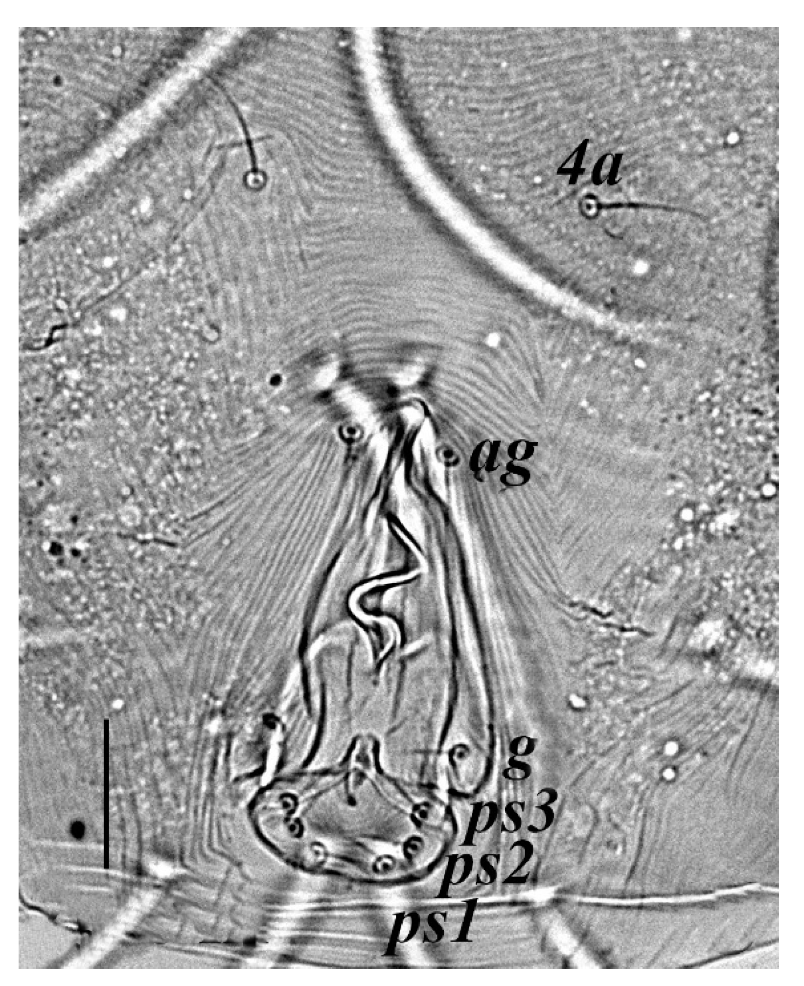 Insects 13 00344 g005