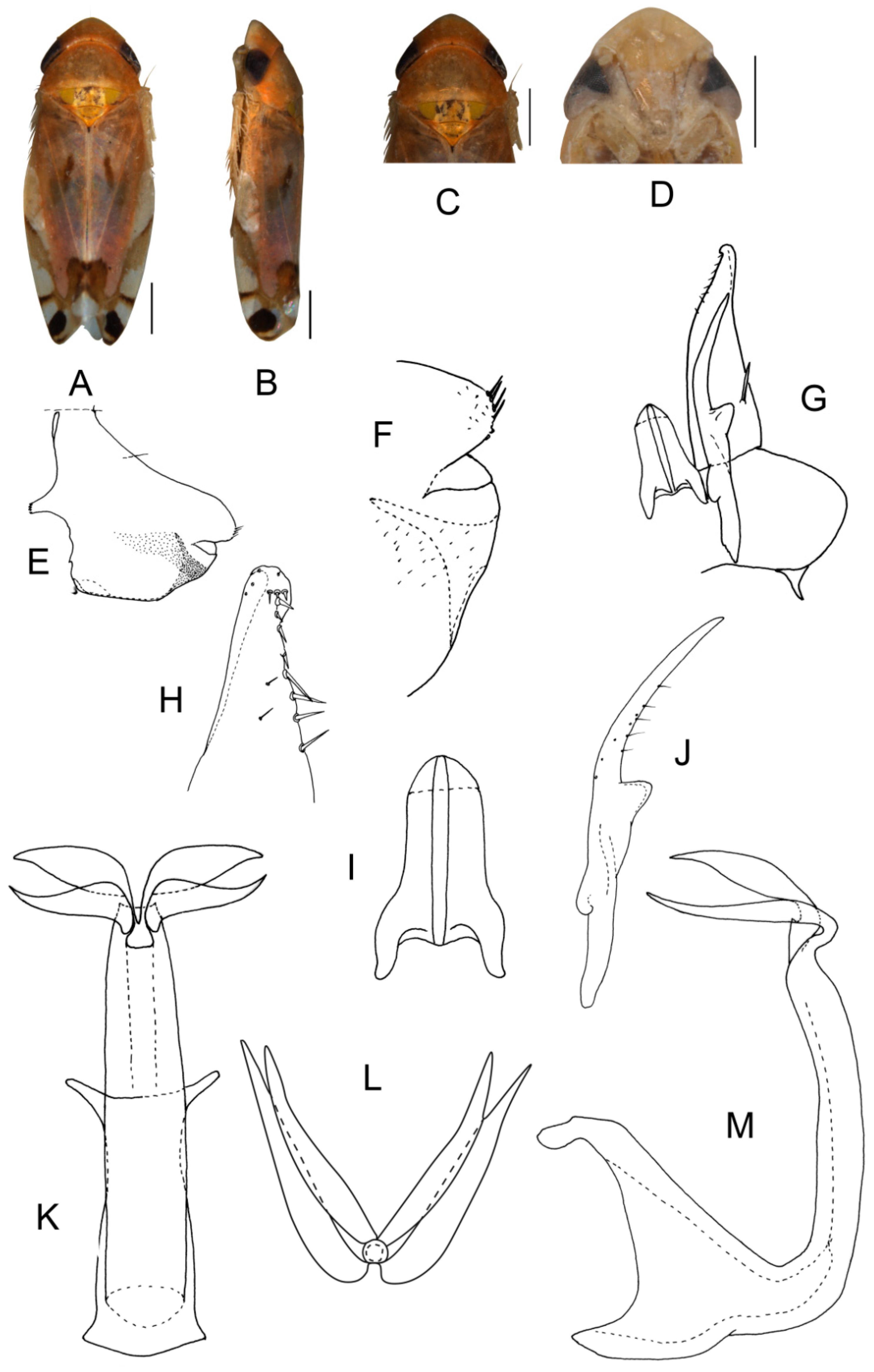 Insects 13 00345 g001 550