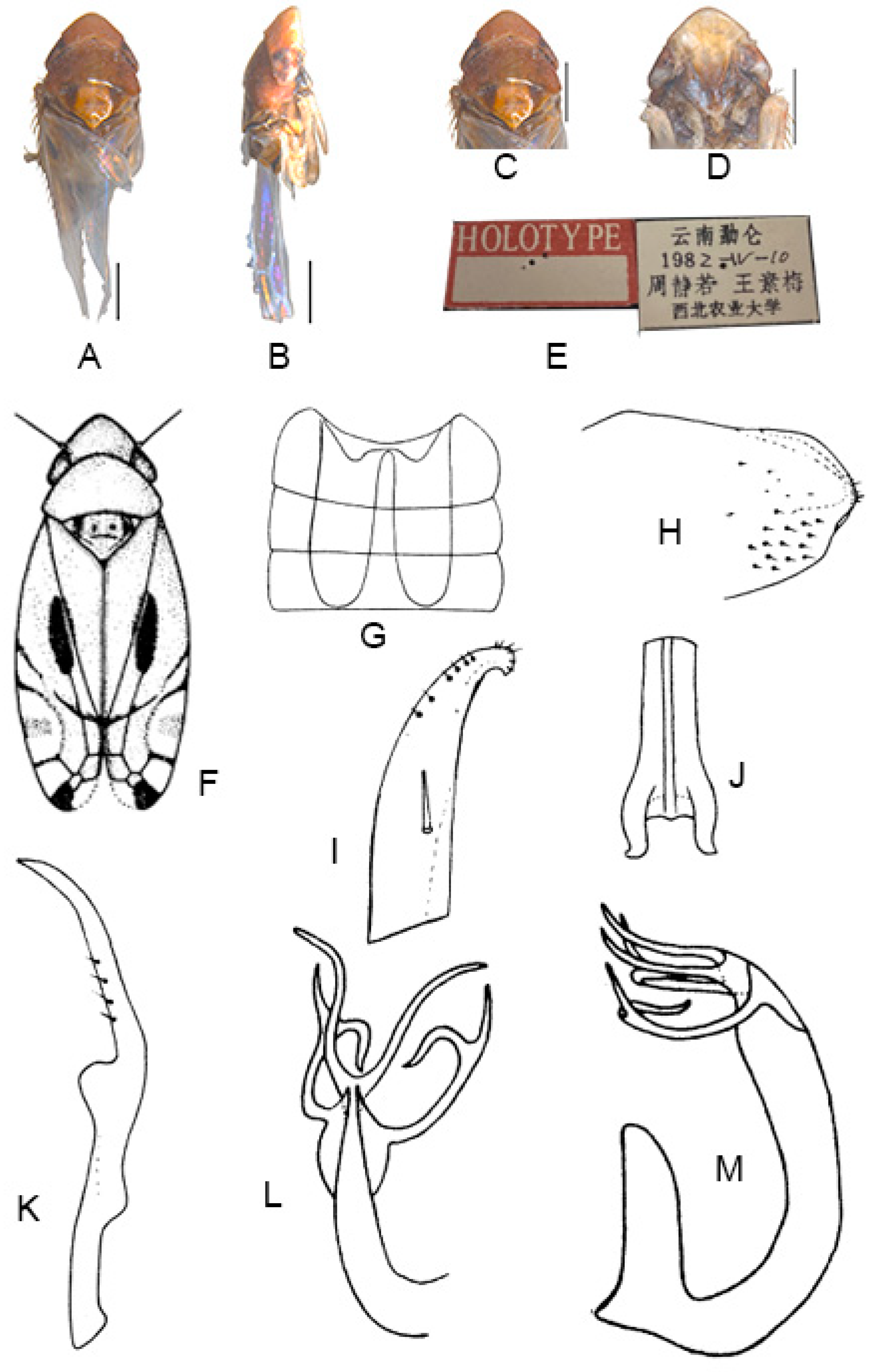 Insects 13 00345 g003 550