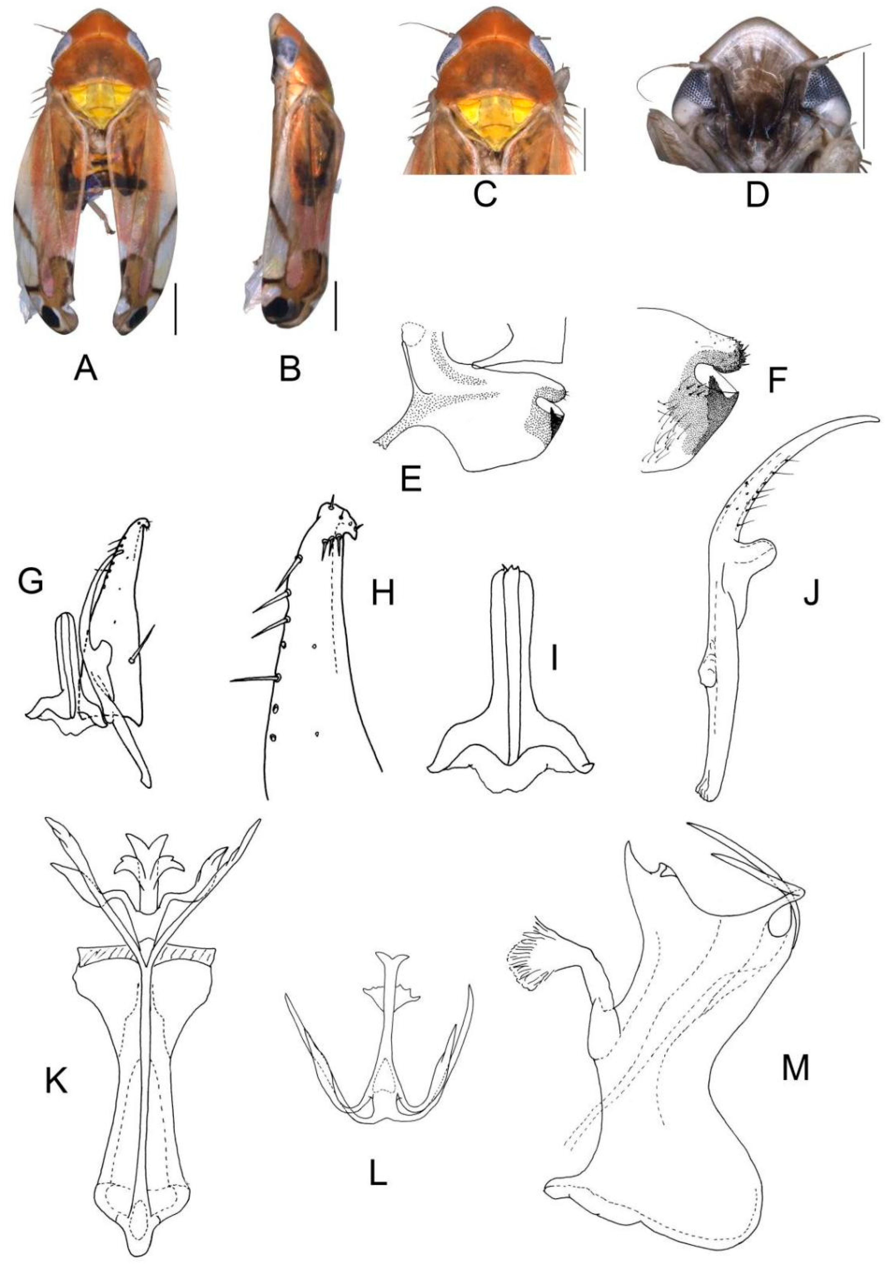 Insects 13 00345 g004 550