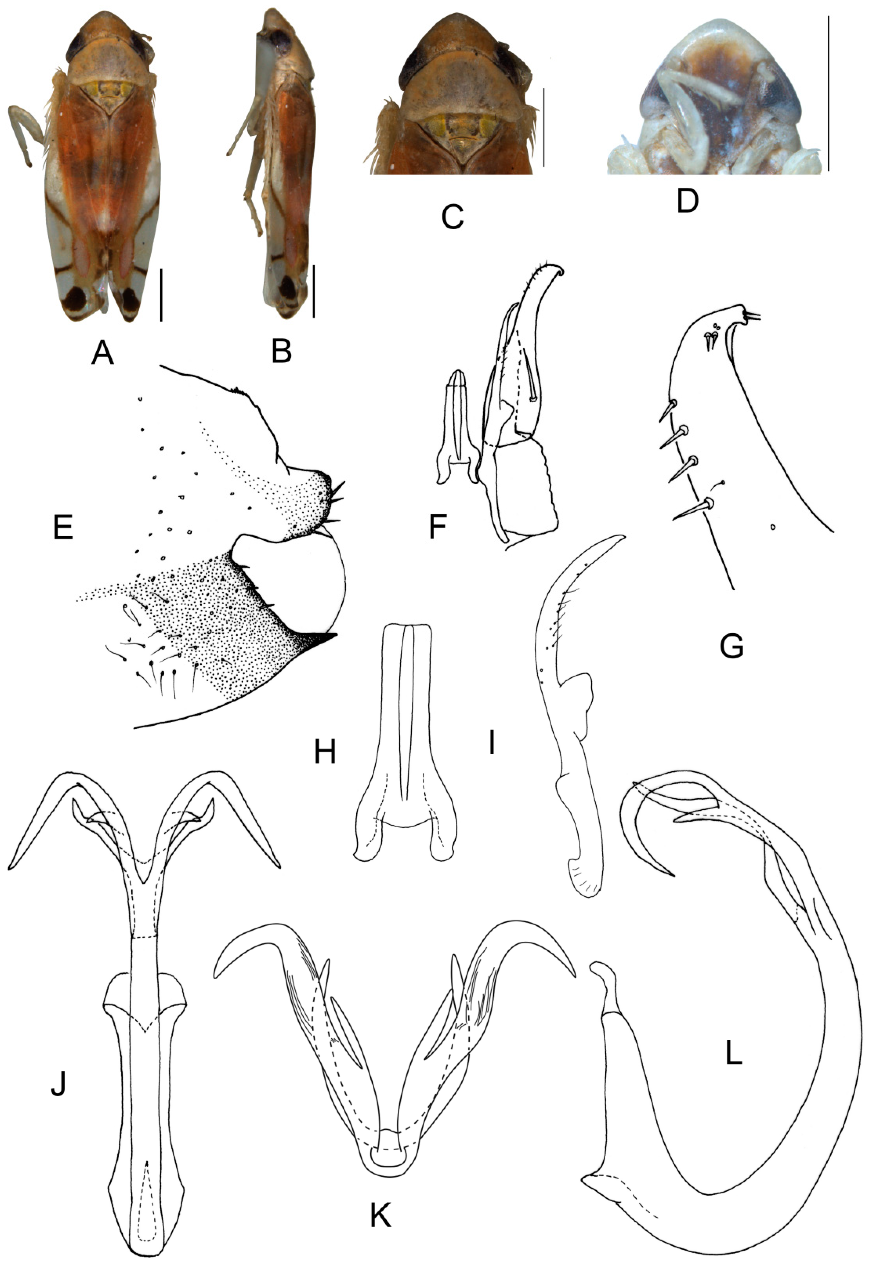 Insects 13 00345 g007 550
