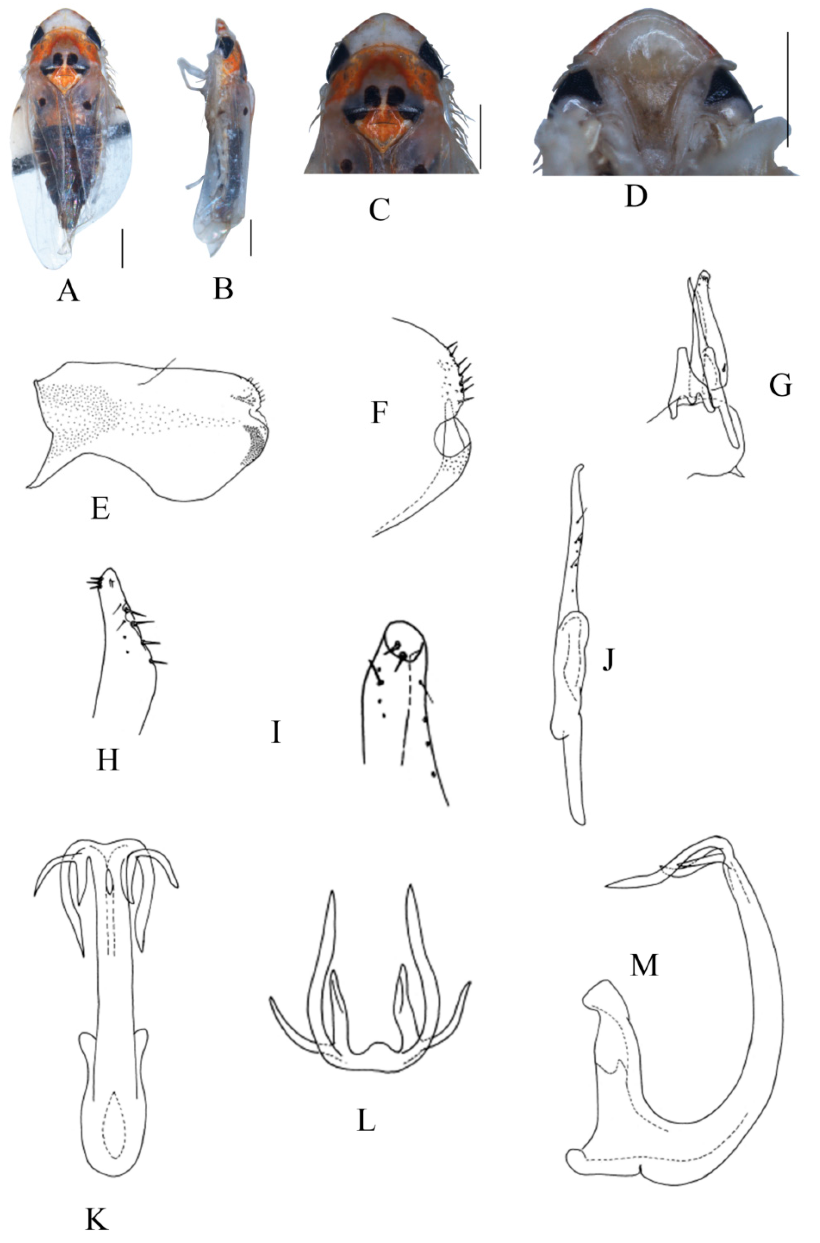 Insects 13 00345 g010 550