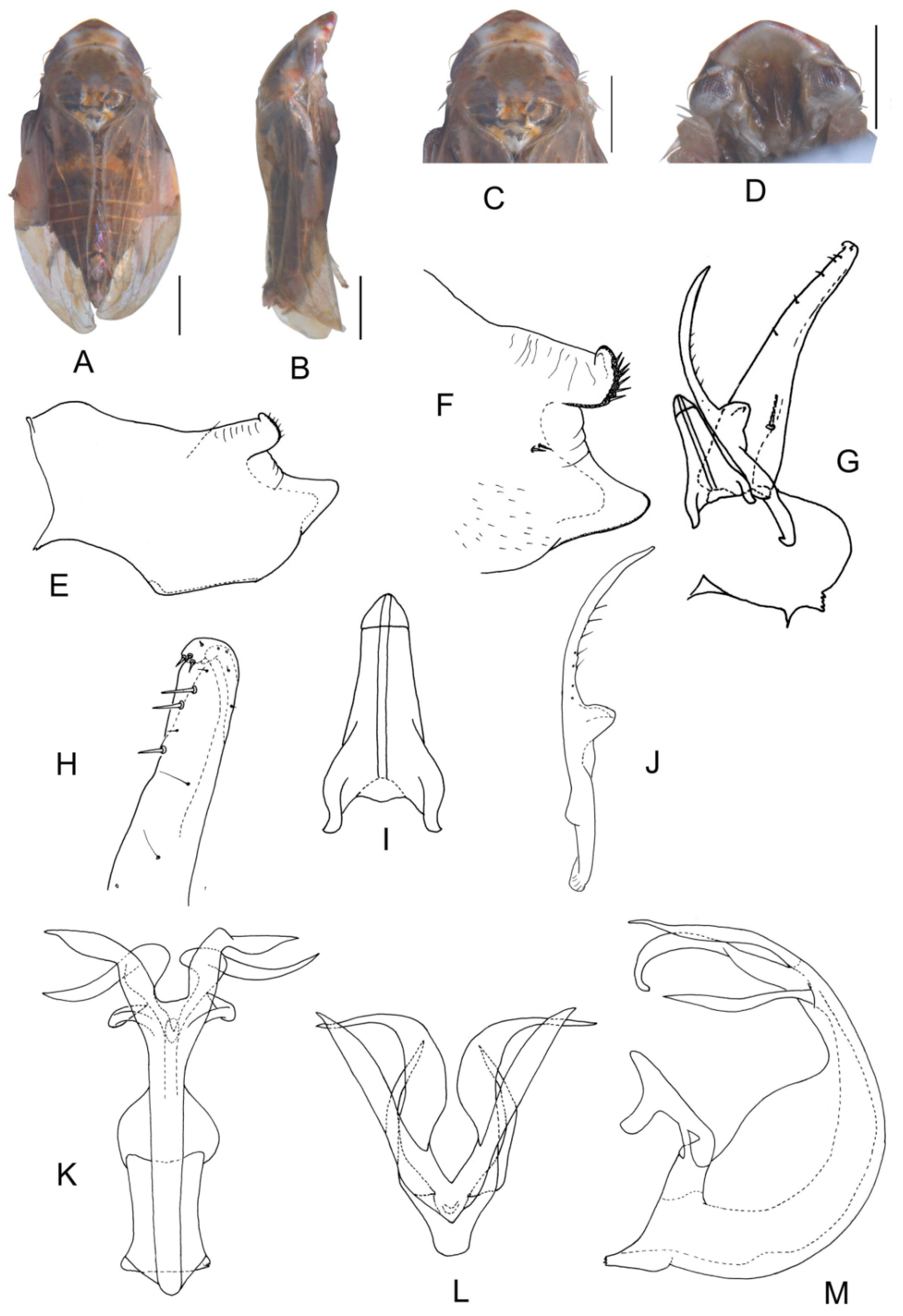 Insects 13 00345 g014 550