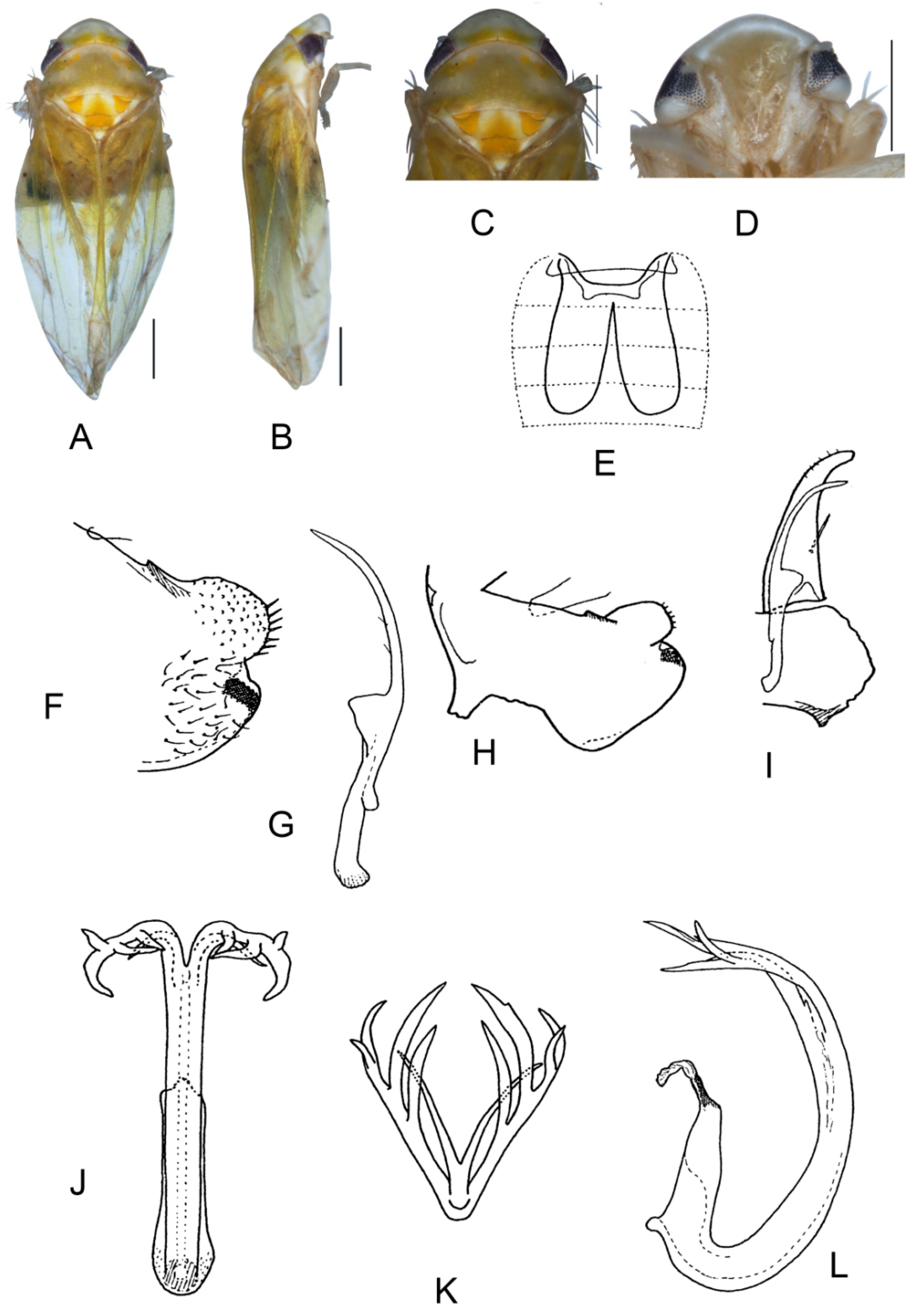 Insects 13 00345 g015 550