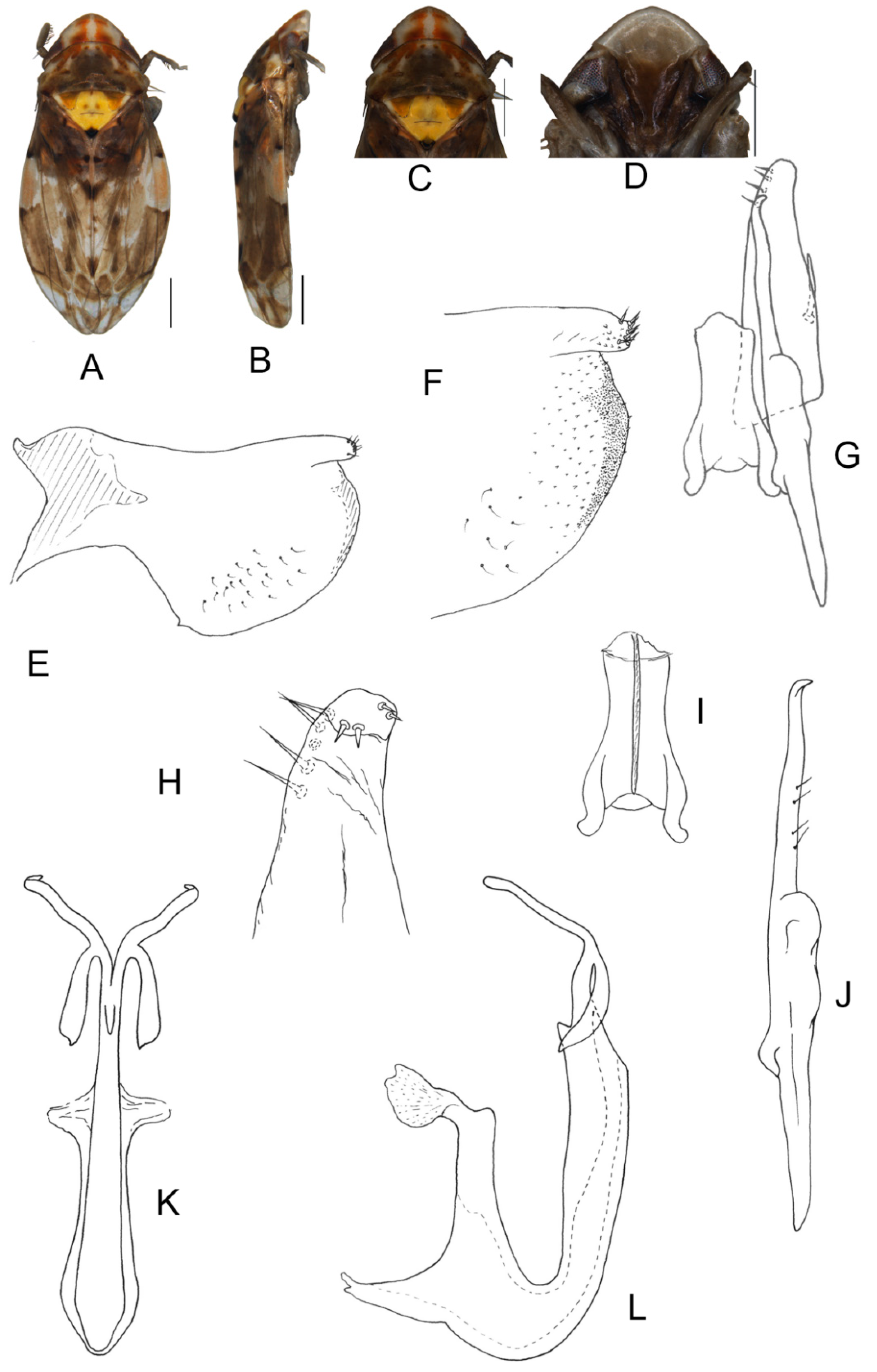 Insects 13 00345 g016 550