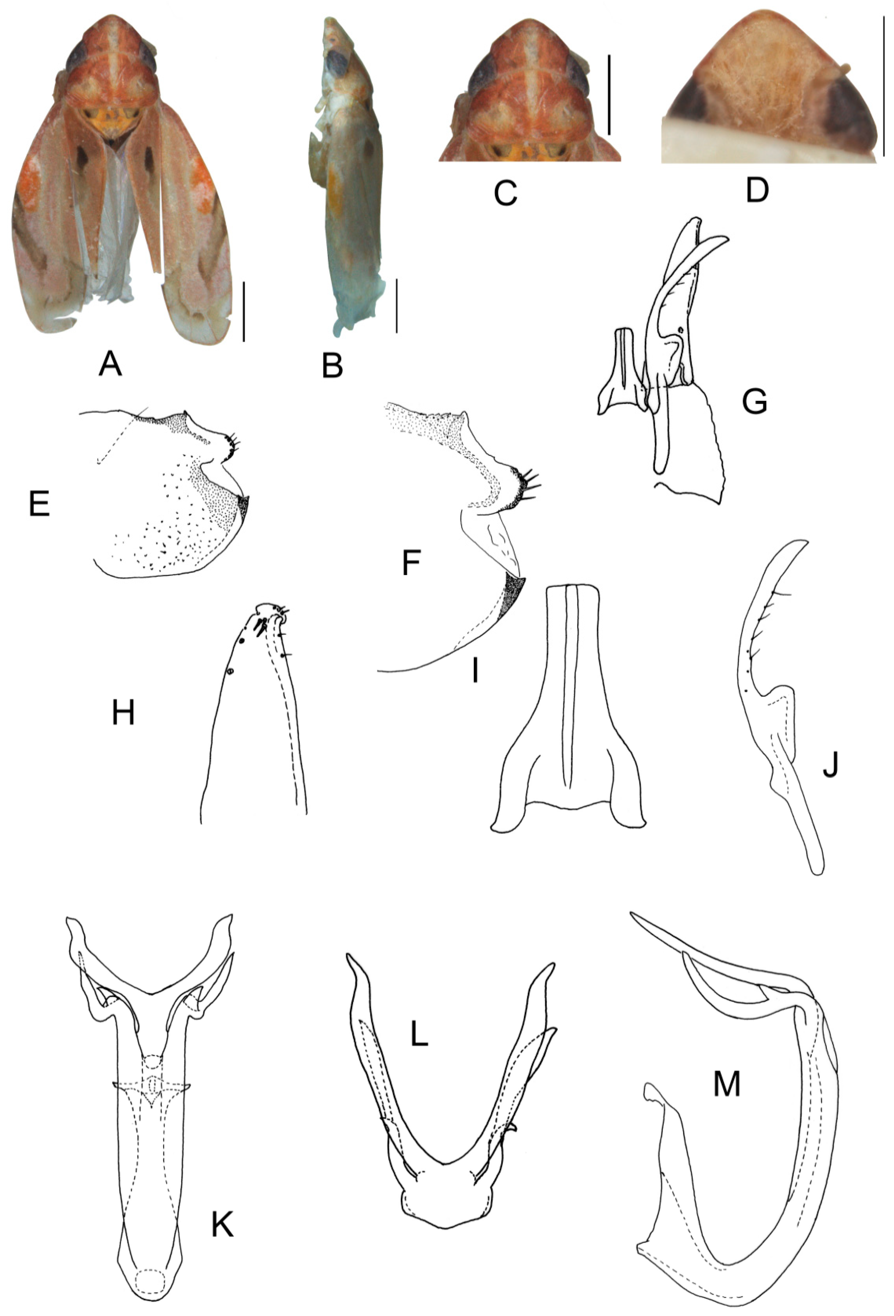Insects 13 00345 g018 550