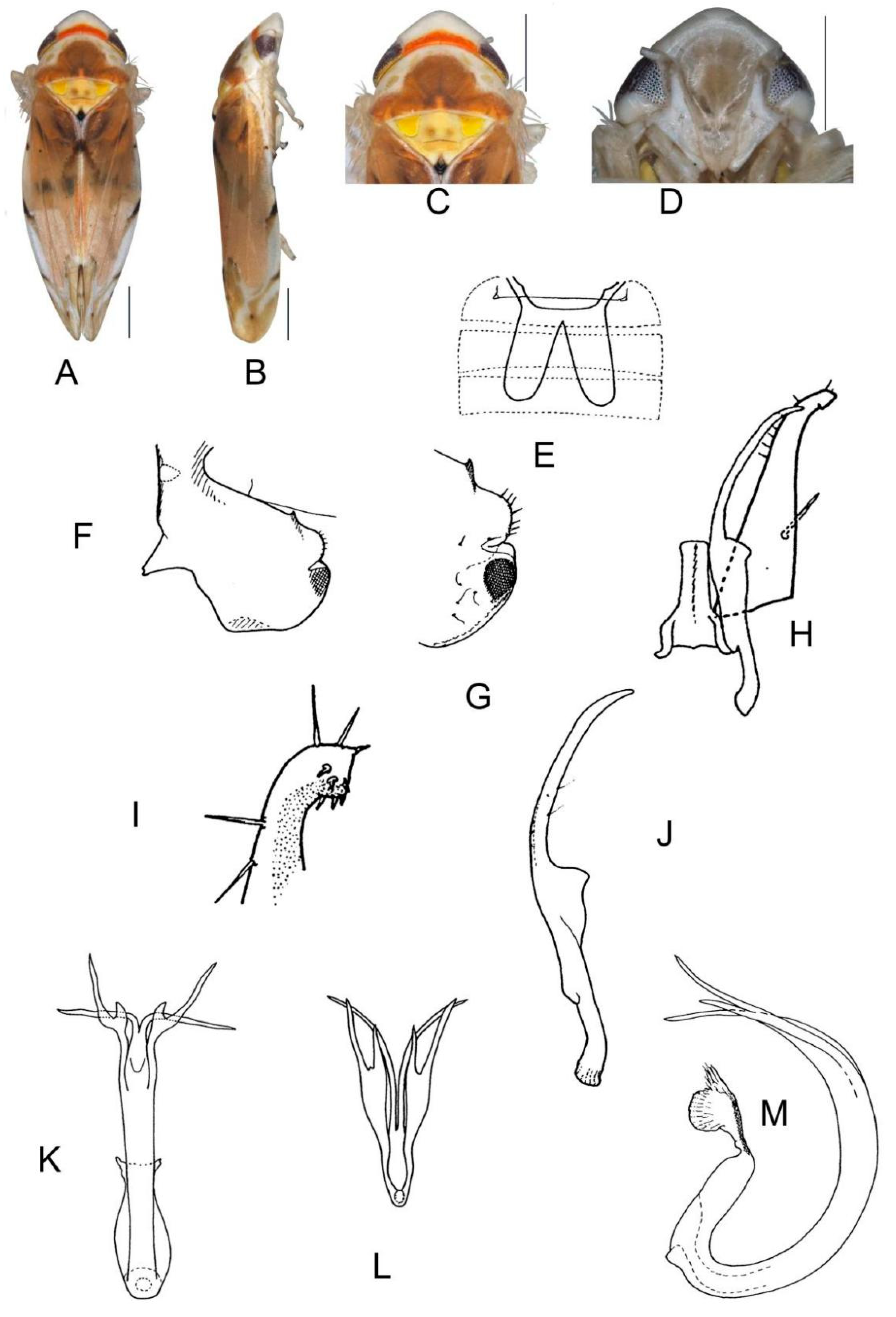 Insects 13 00345 g019 550