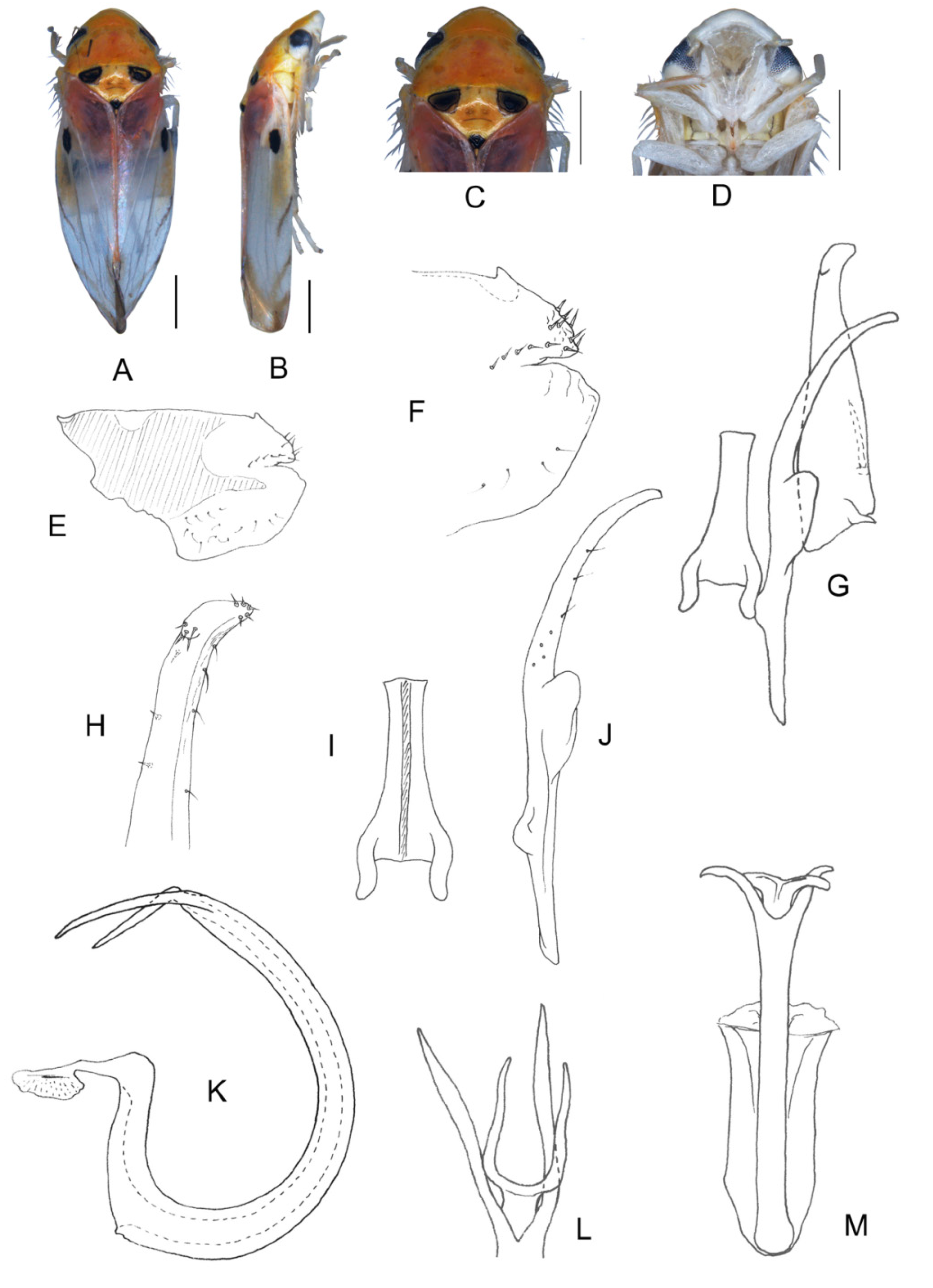 Insects 13 00345 g021 550