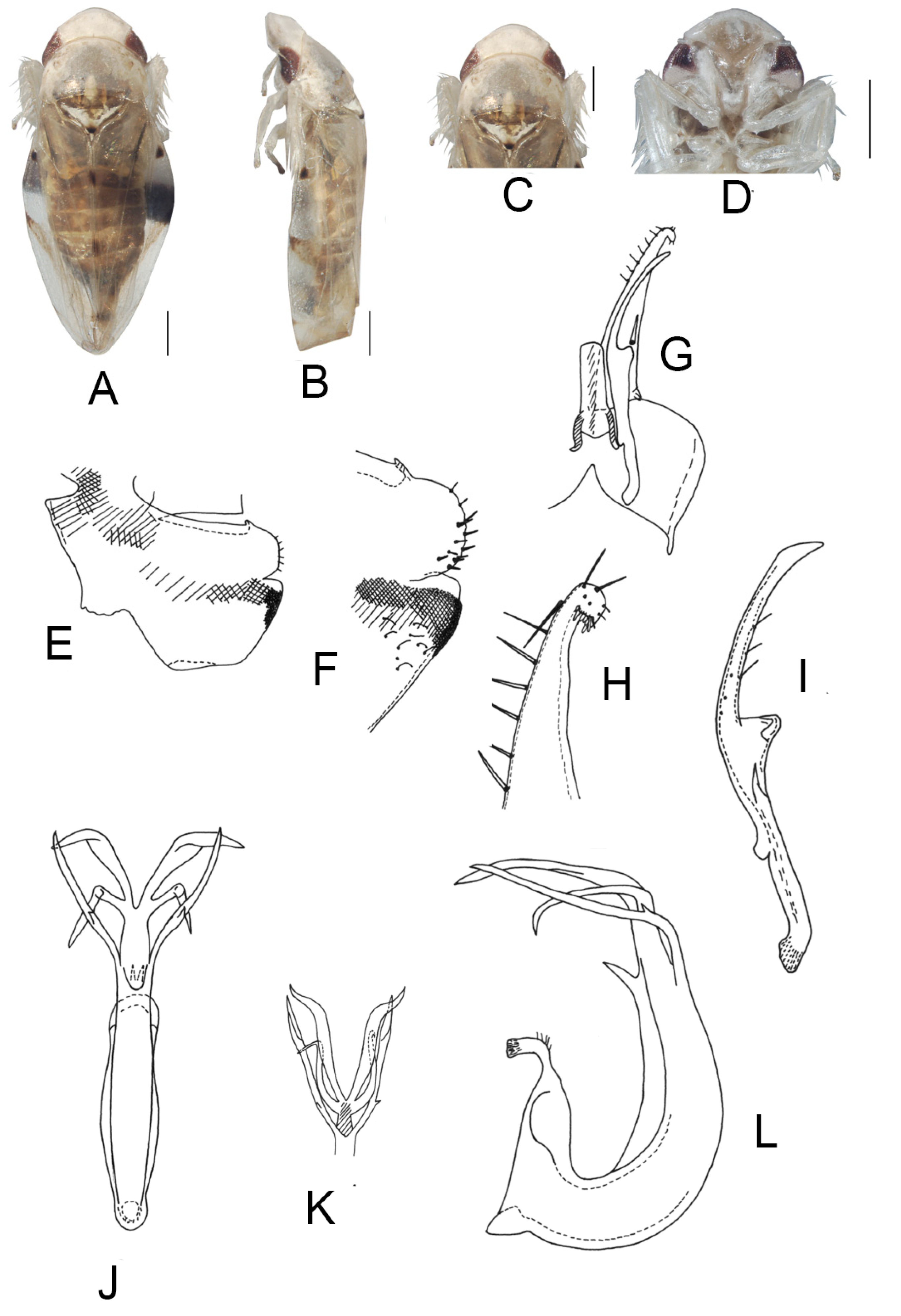 Insects 13 00345 g023 550