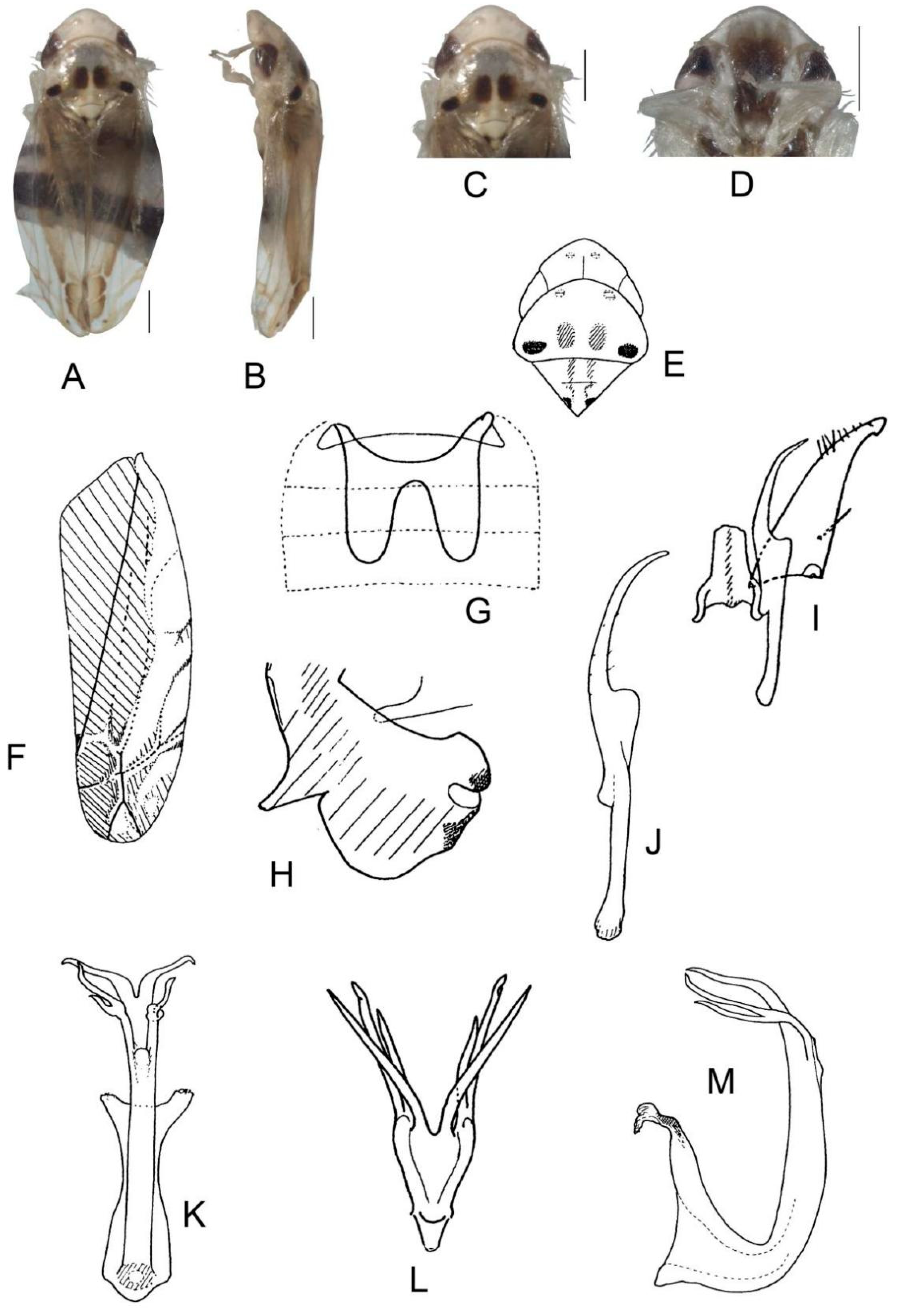 Insects 13 00345 g024 550