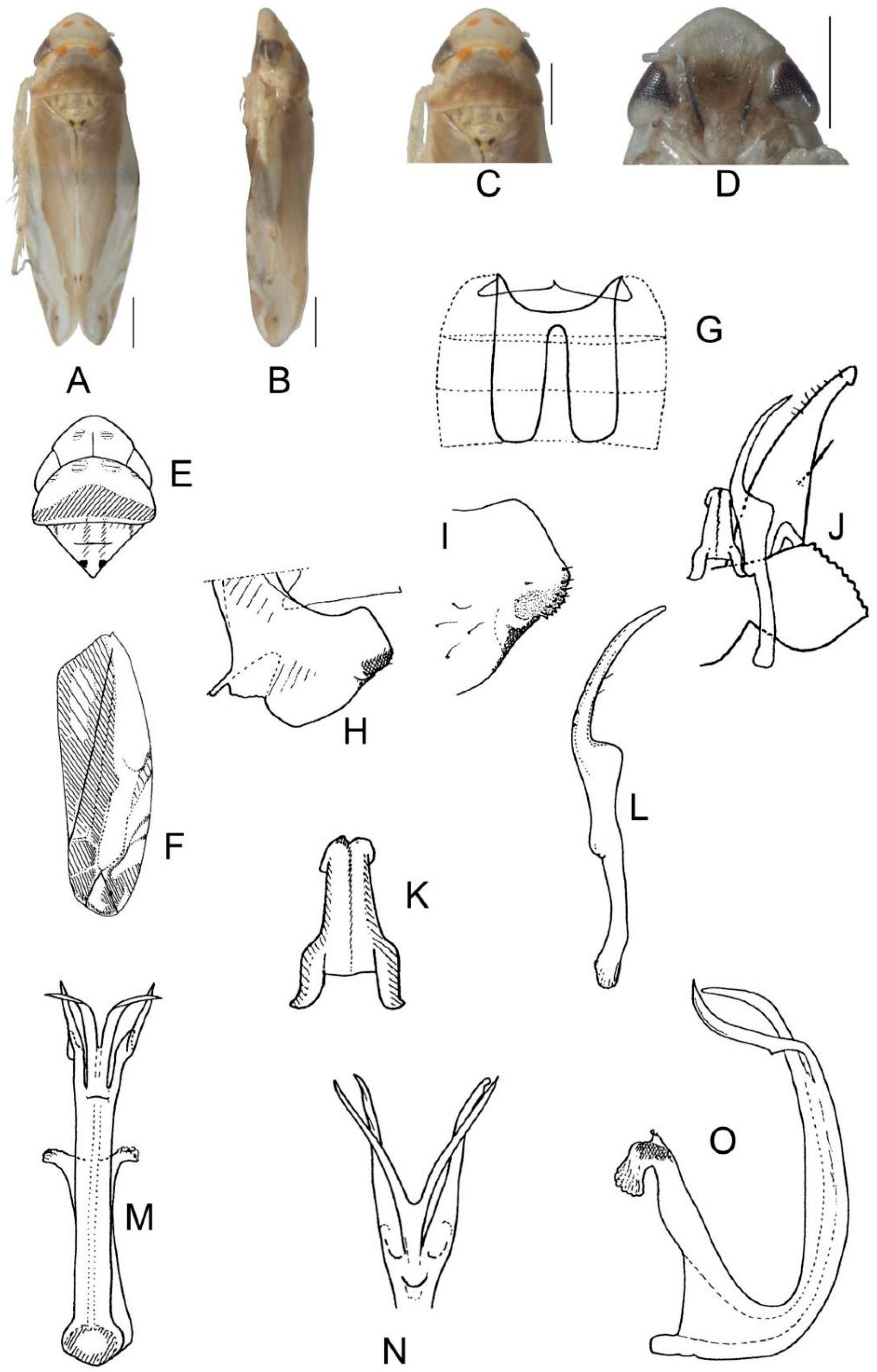 Insects 13 00345 g025 550