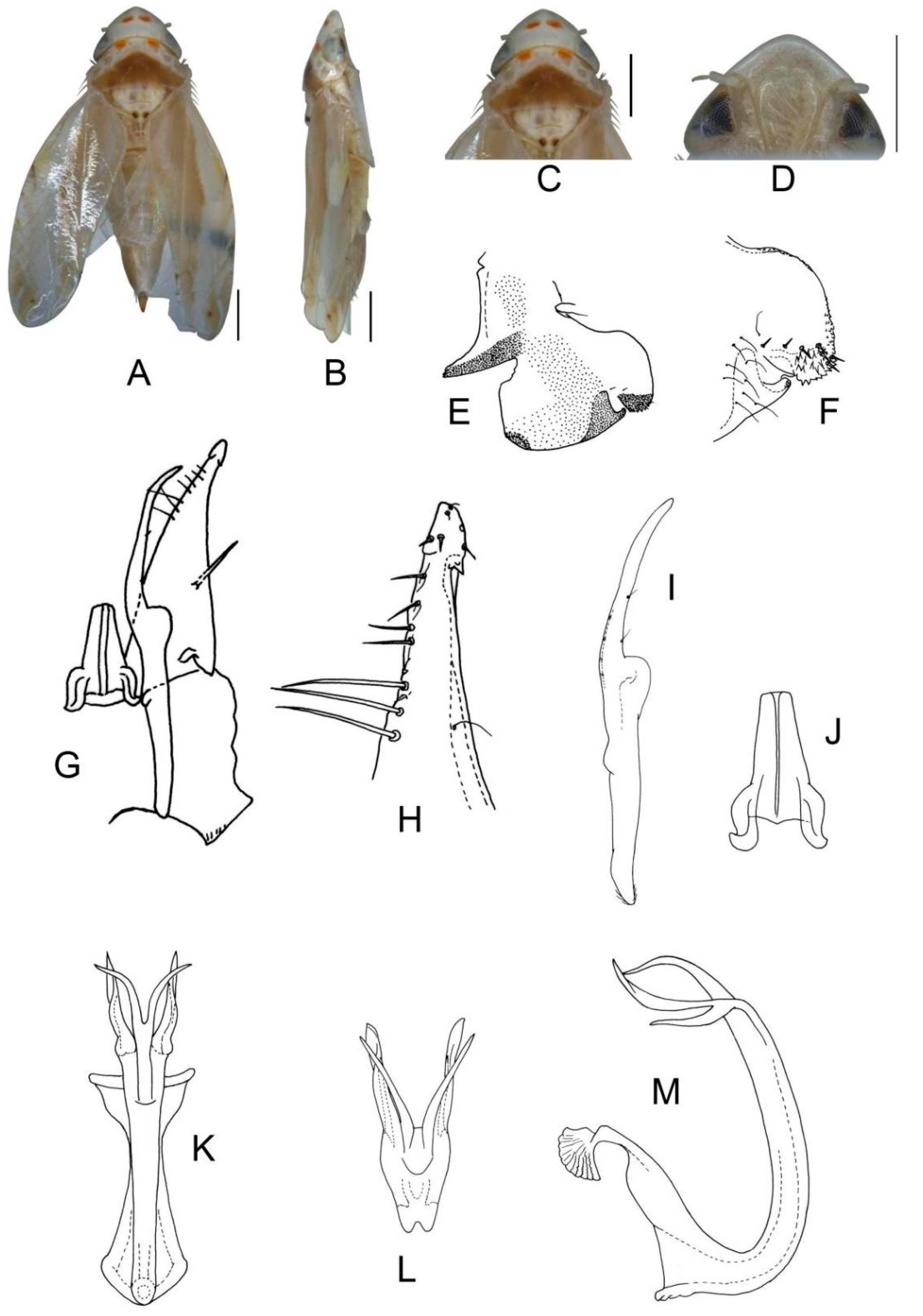 Insects 13 00345 g026 550