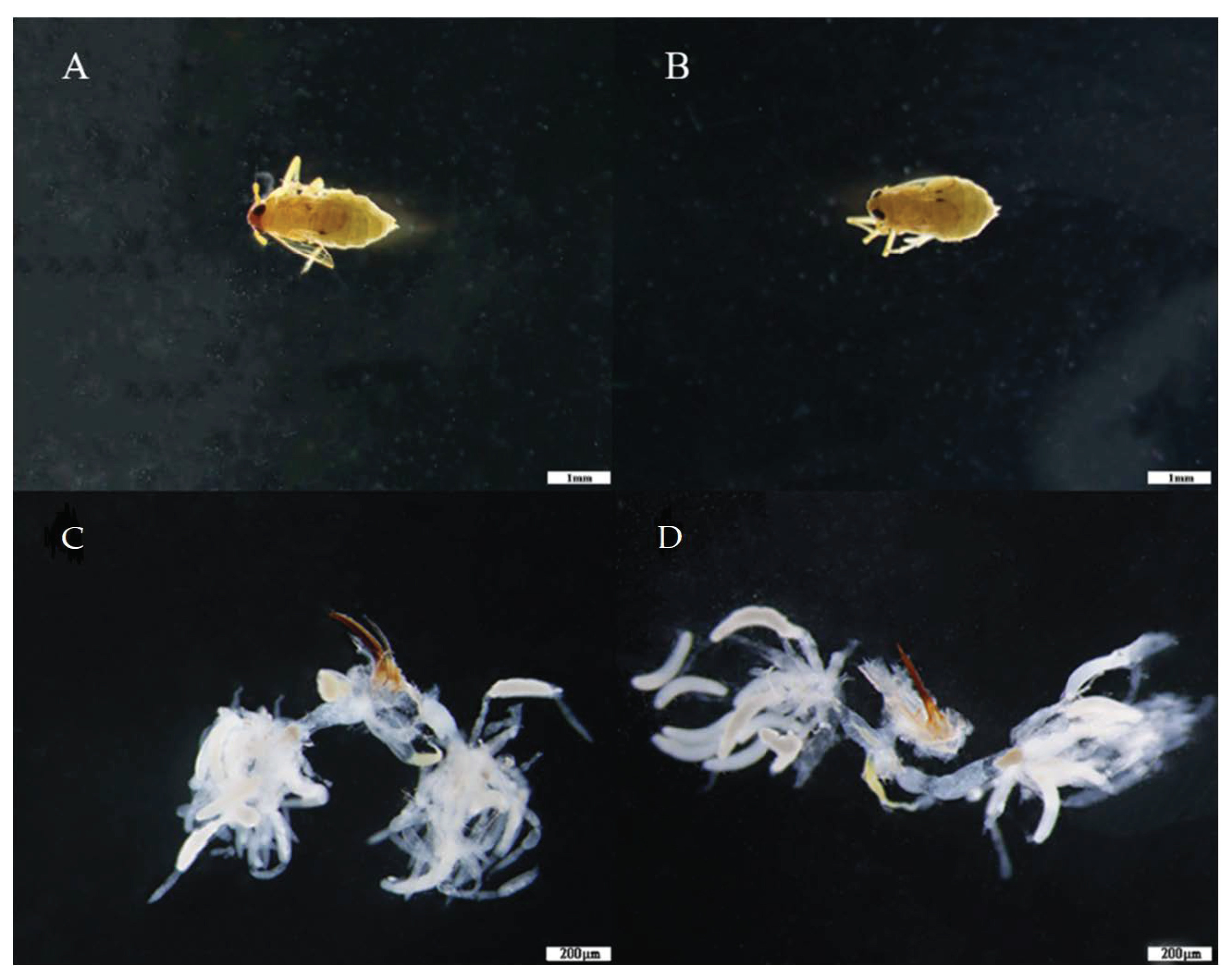 Insects 13 00355 g003