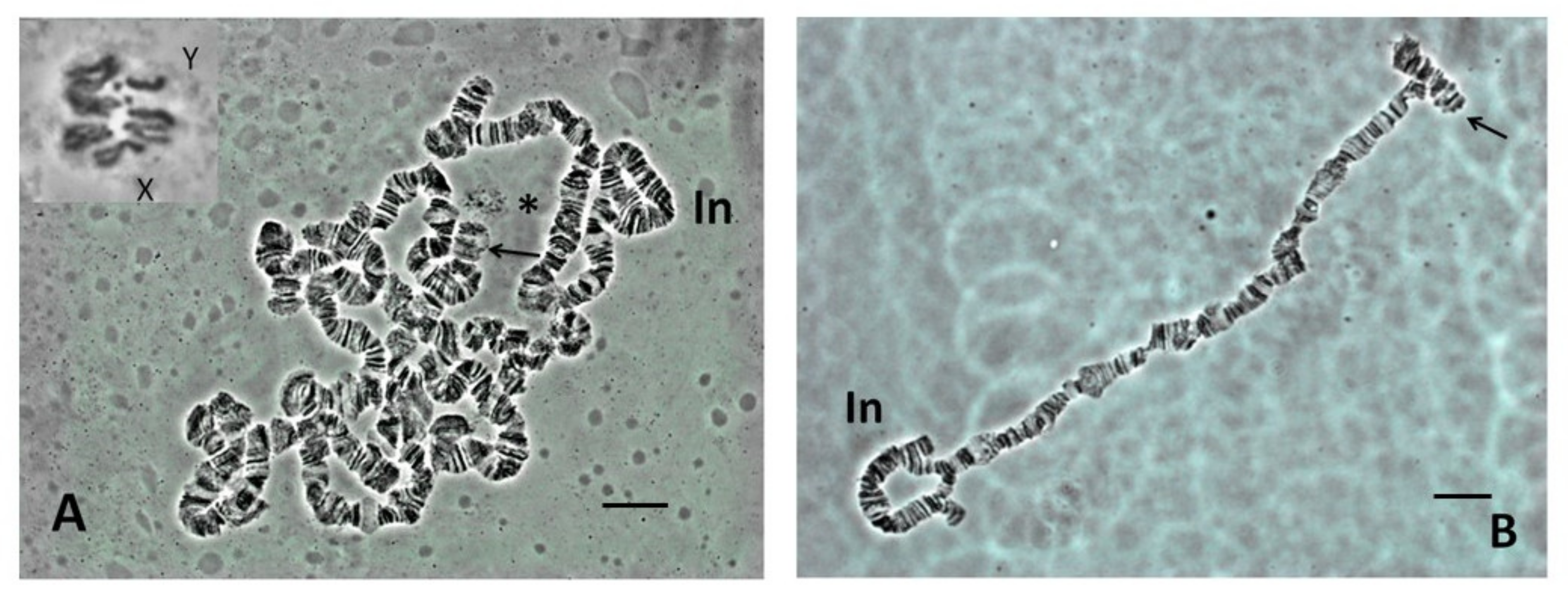 Insects 13 00364 g001