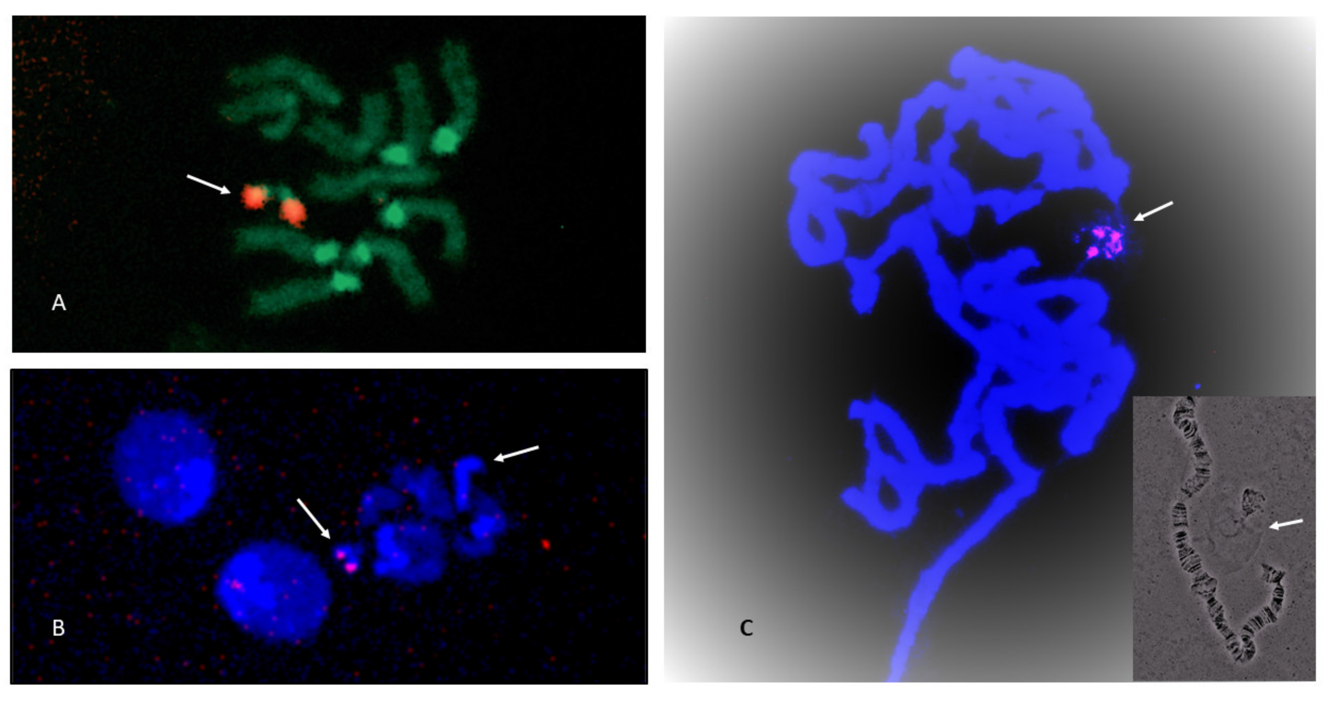 Insects 13 00364 g006