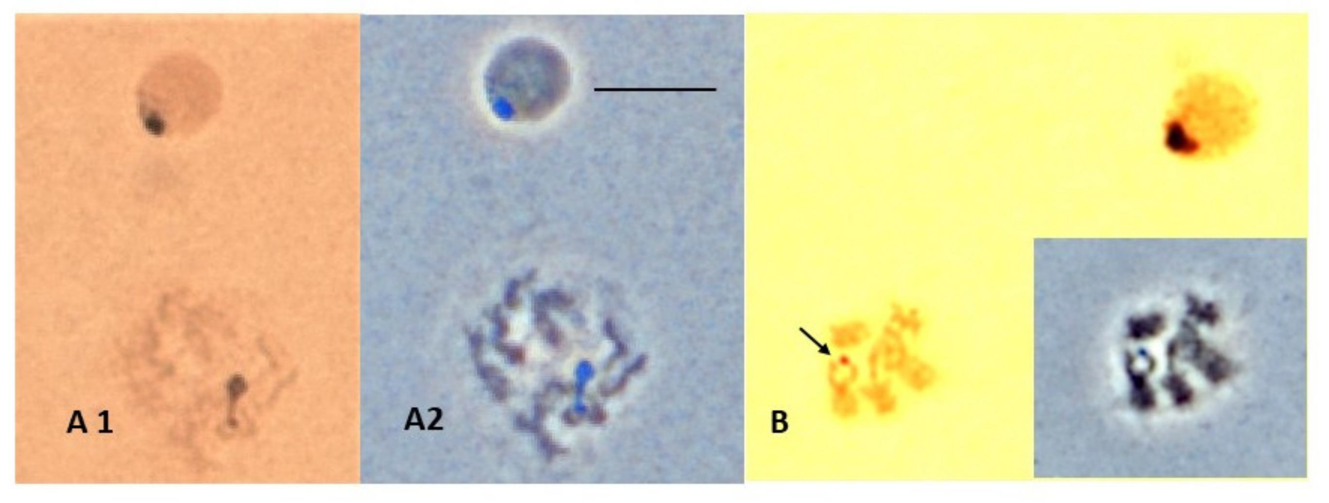 Insects 13 00364 g007