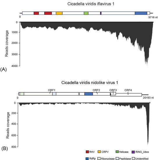 Characterization of Two Novel Insect-Specific Viruses