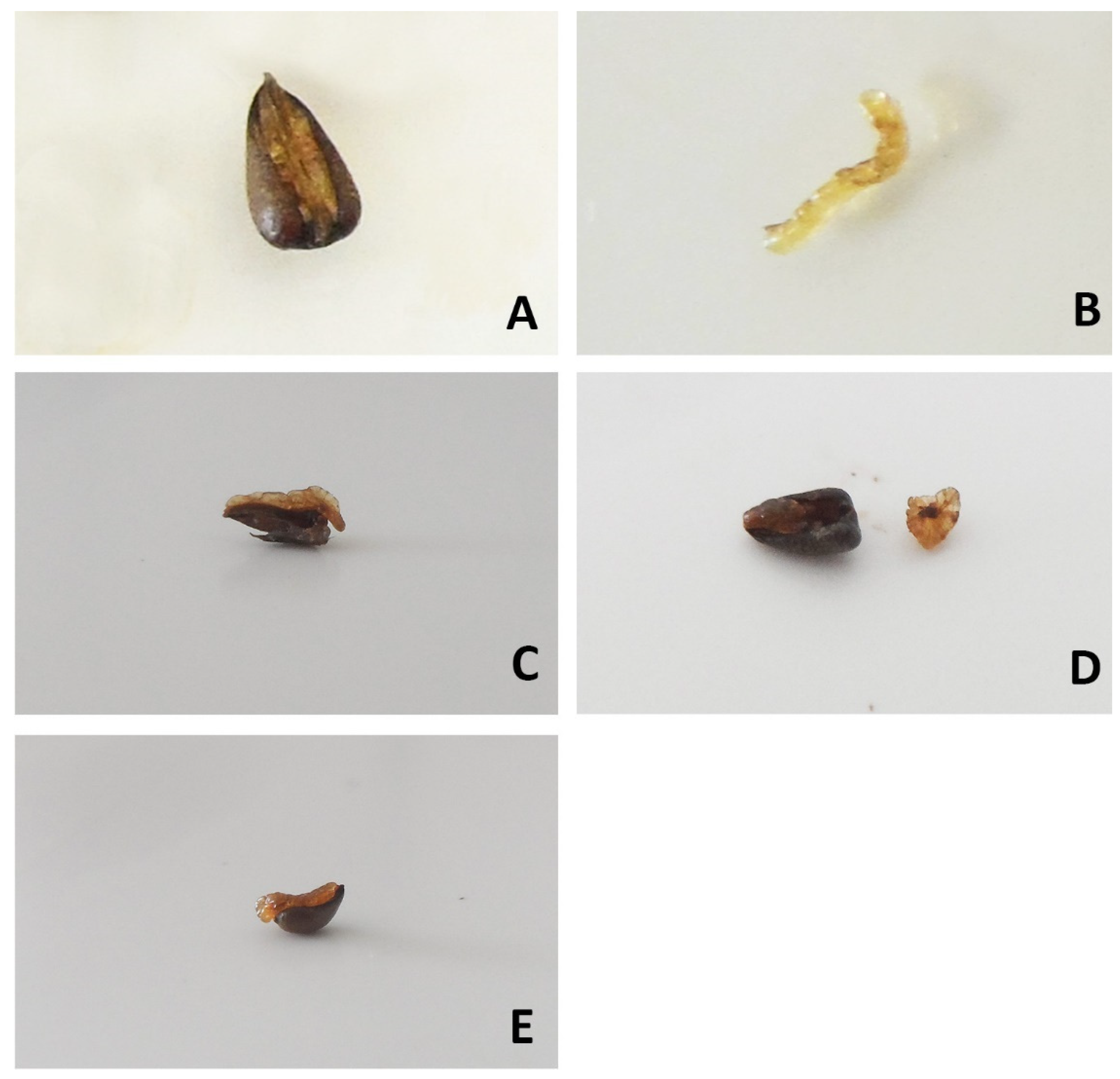 Insects 13 00386 g001