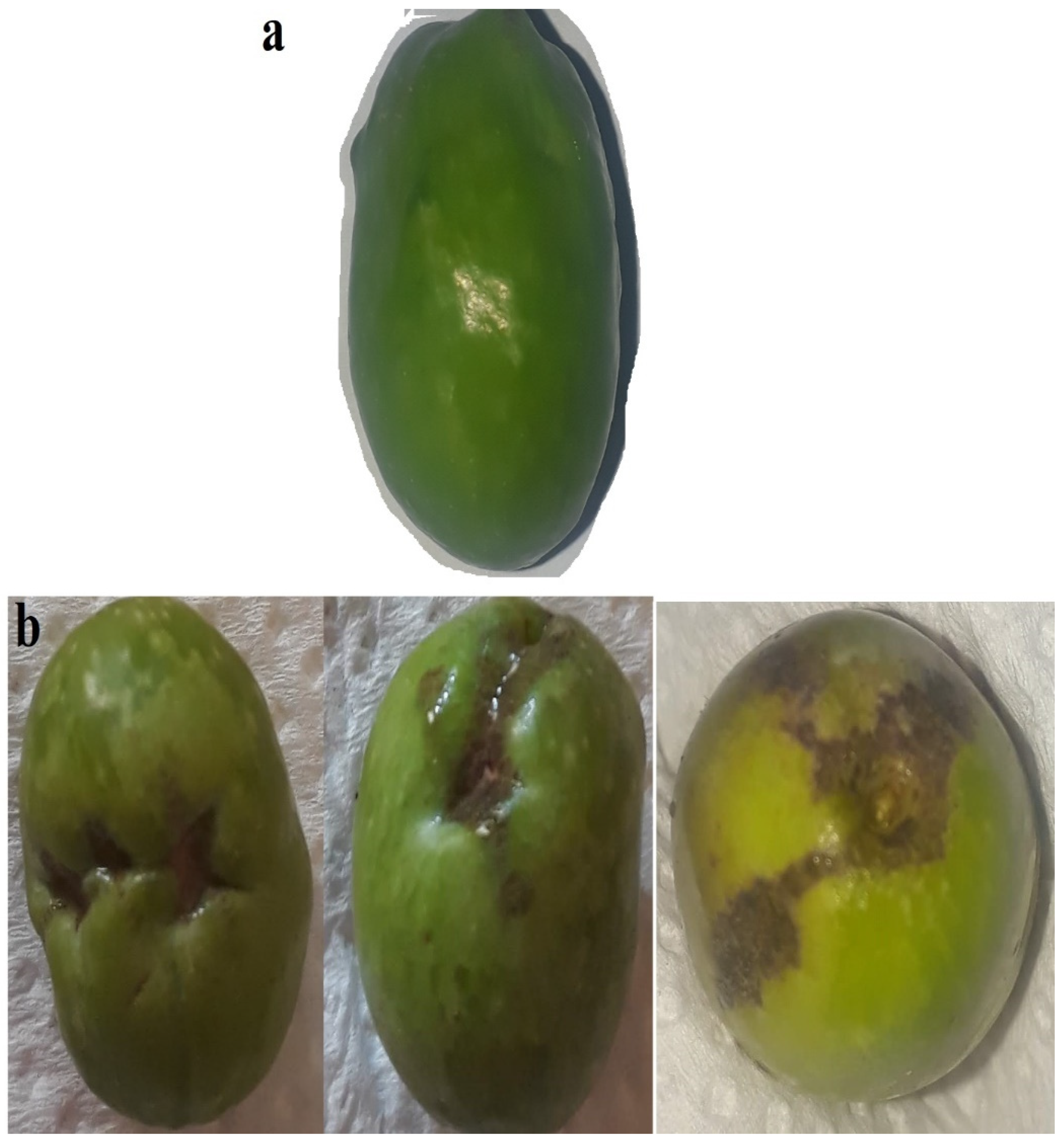 Insects 13 00397 g001