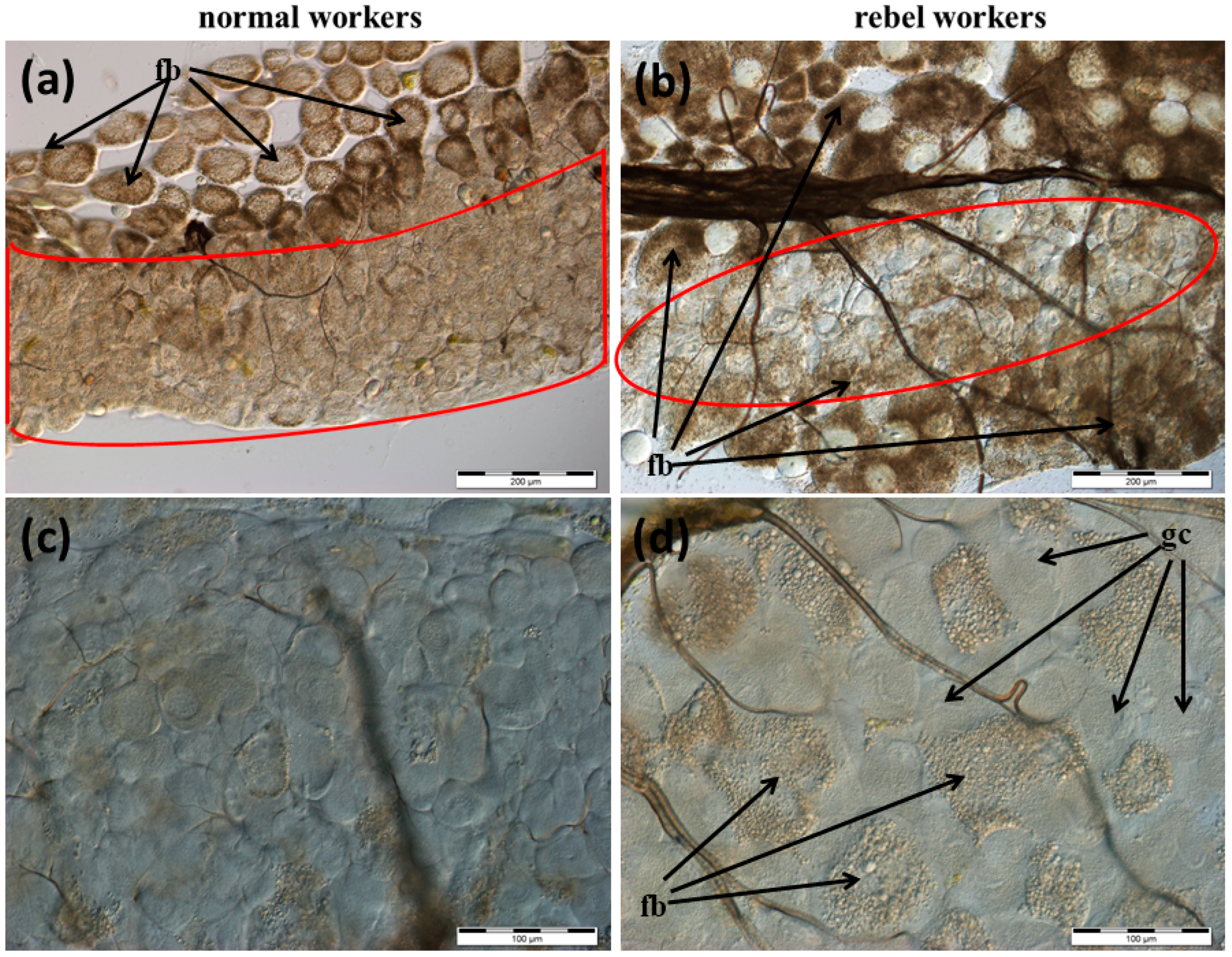 Insects 13 00401 g001