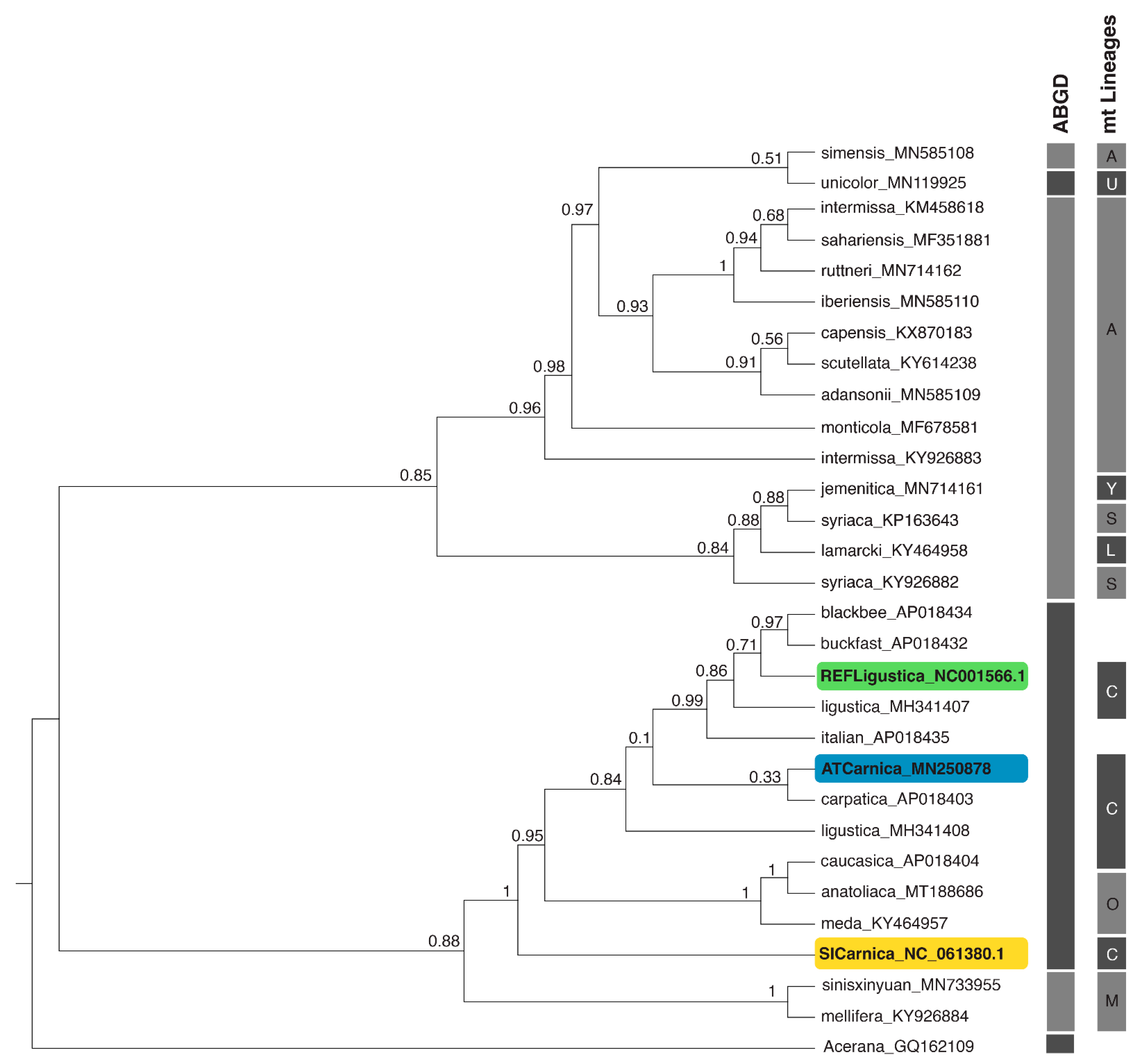 Insects | Free Full-Text | The Carniolan Honeybee from Slovenia—A 