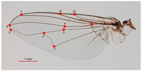 Insects | Free Full-Text | Wing Phenotypic Variation among Stomoxys  calcitrans (Diptera: Muscidae) Populations in Thailand