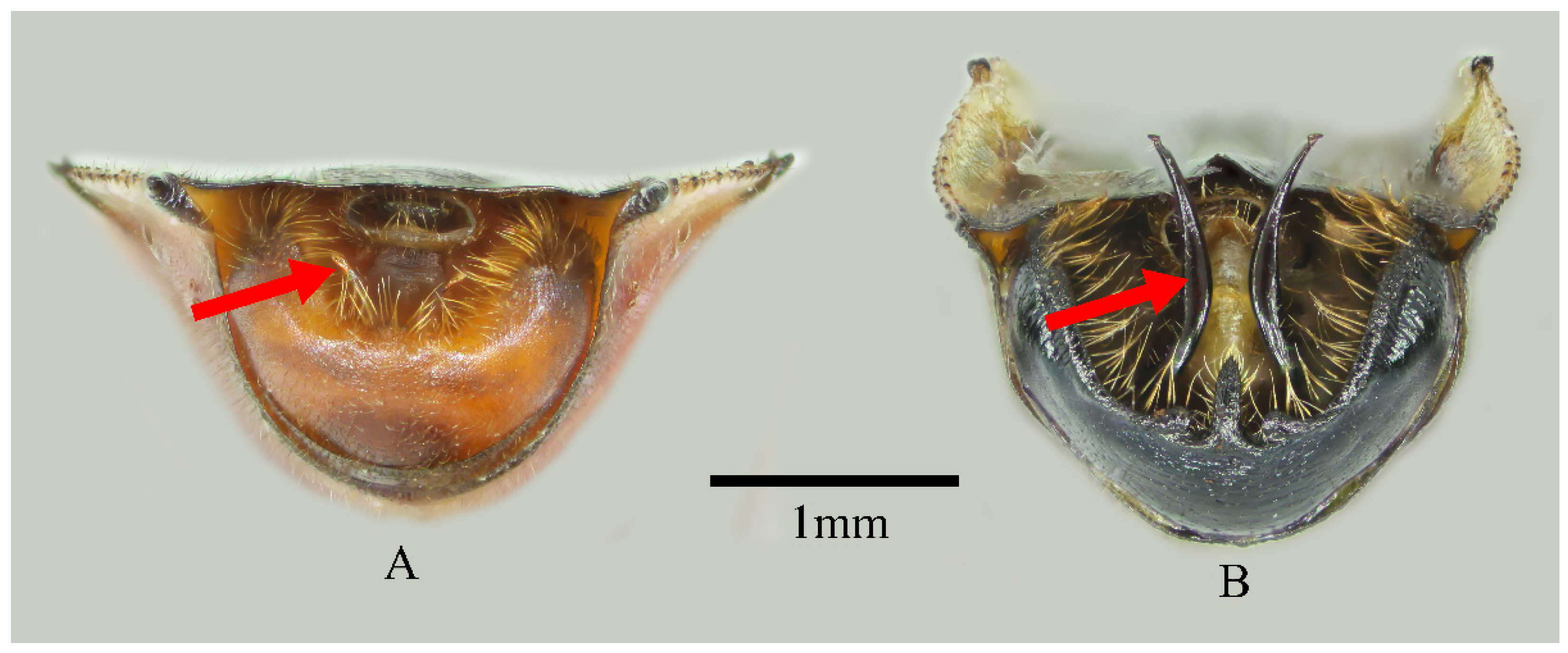 Insects 13 00411 g002