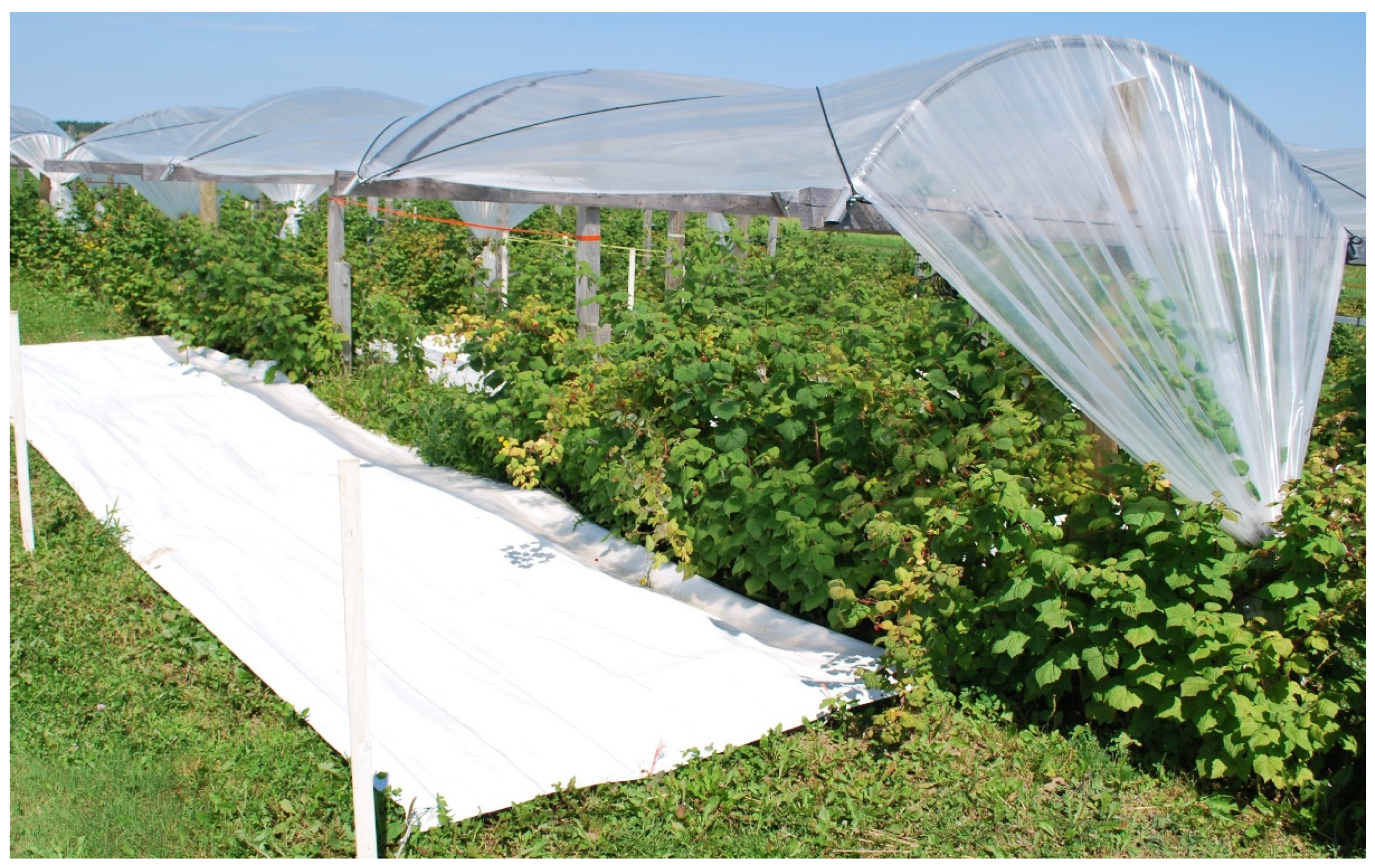 Insects 13 00413 g001