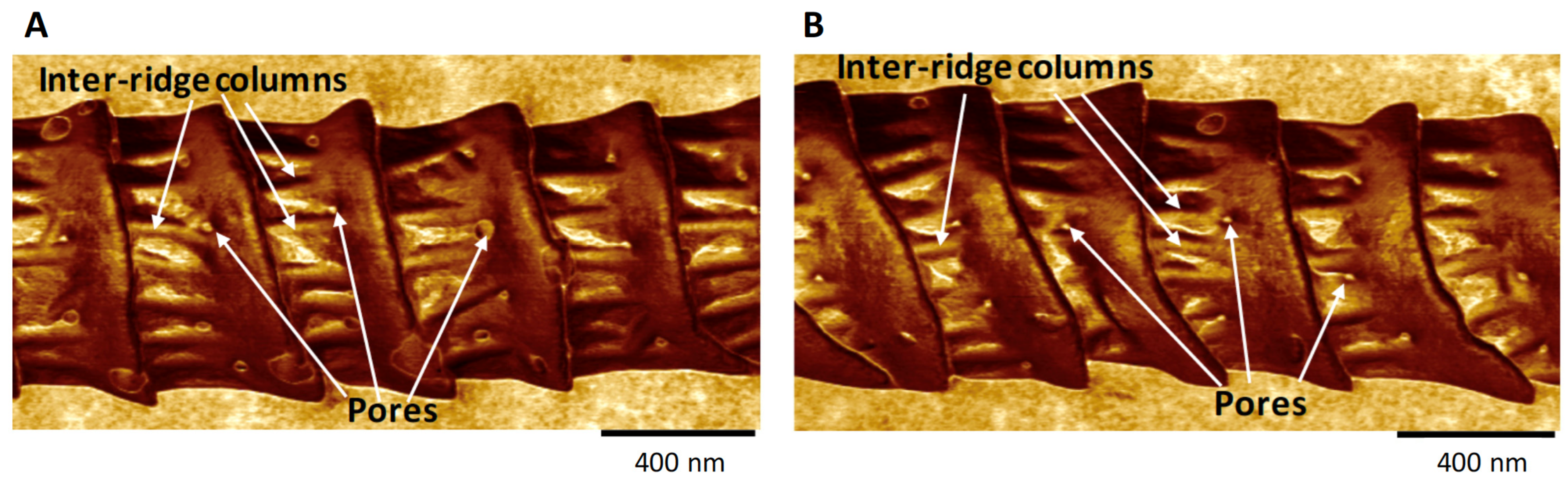 Insects 13 00423 g004 550